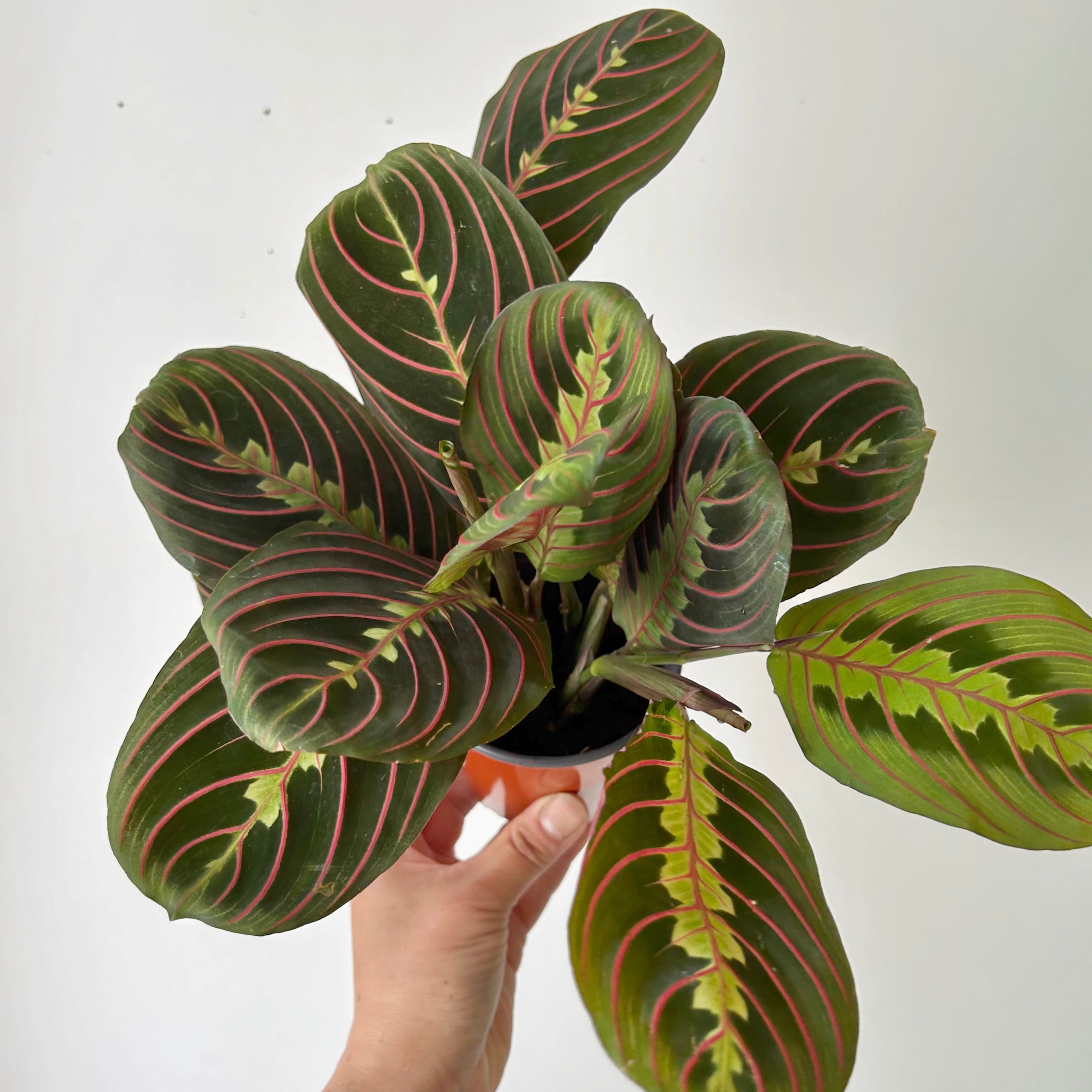 Red Prayer Plant (Maranta) 3.5”pot