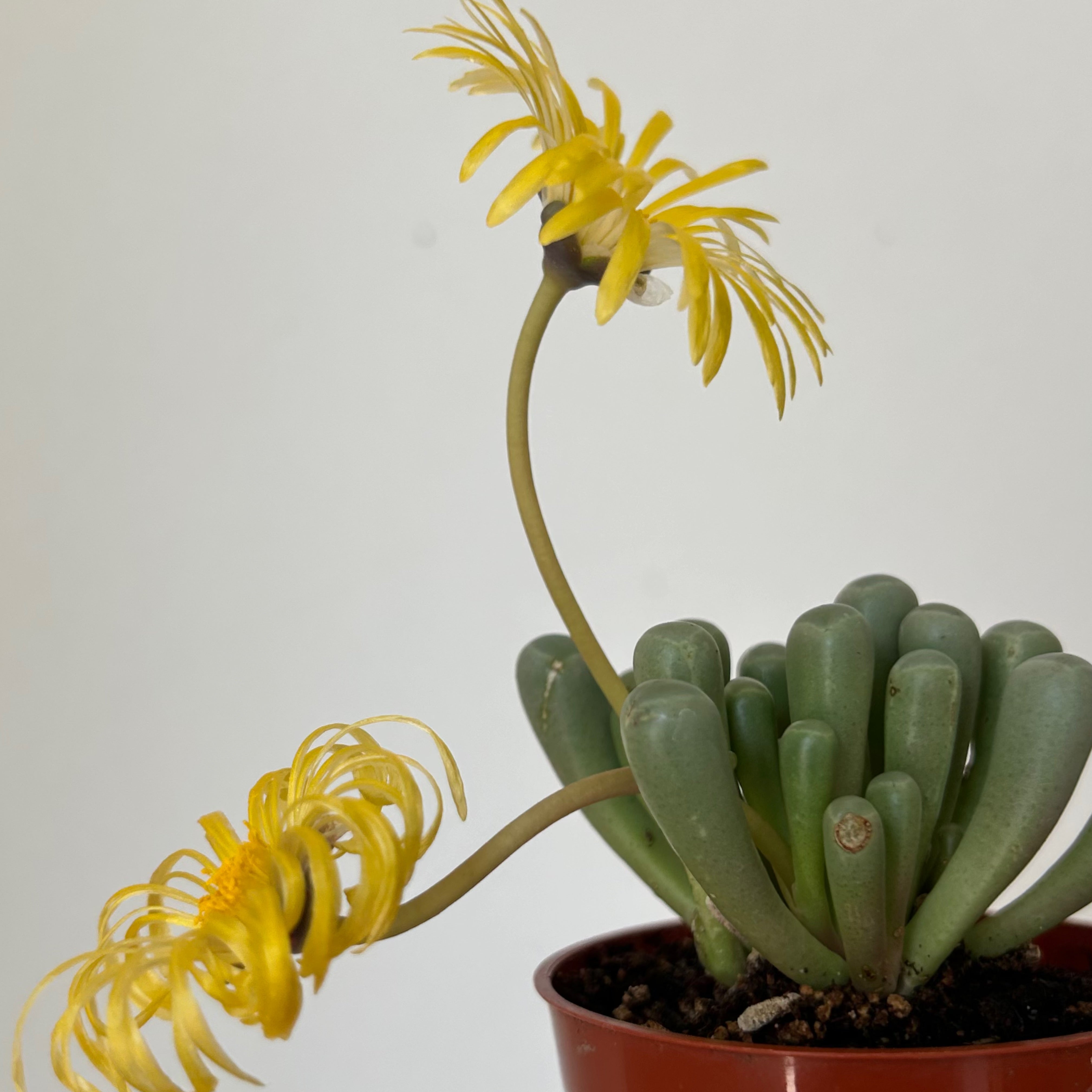 Baby Toes Succulent (Fenestraria rhopalophyll) 2.75”pot