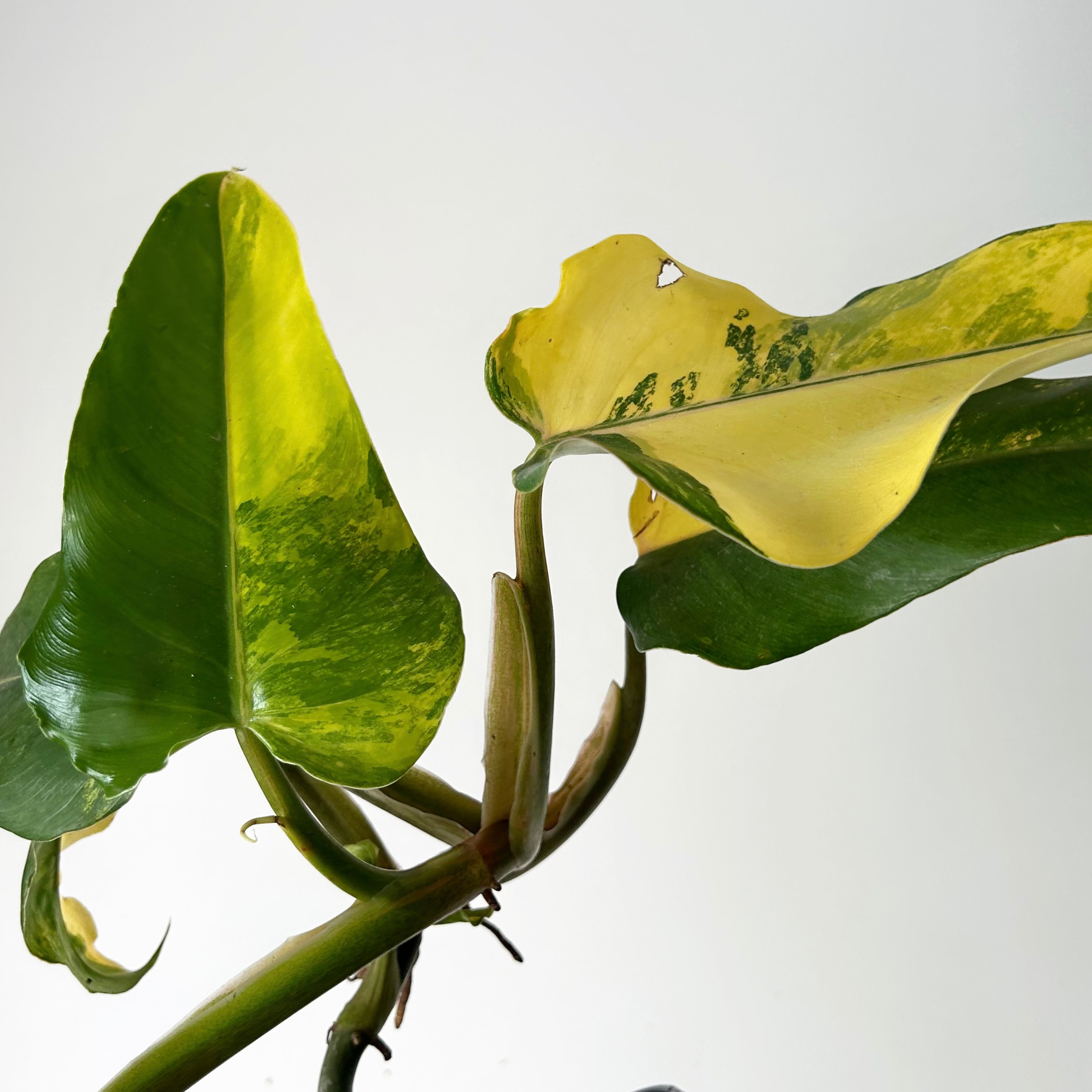 Variegated Philodendron domesticum 4” pot