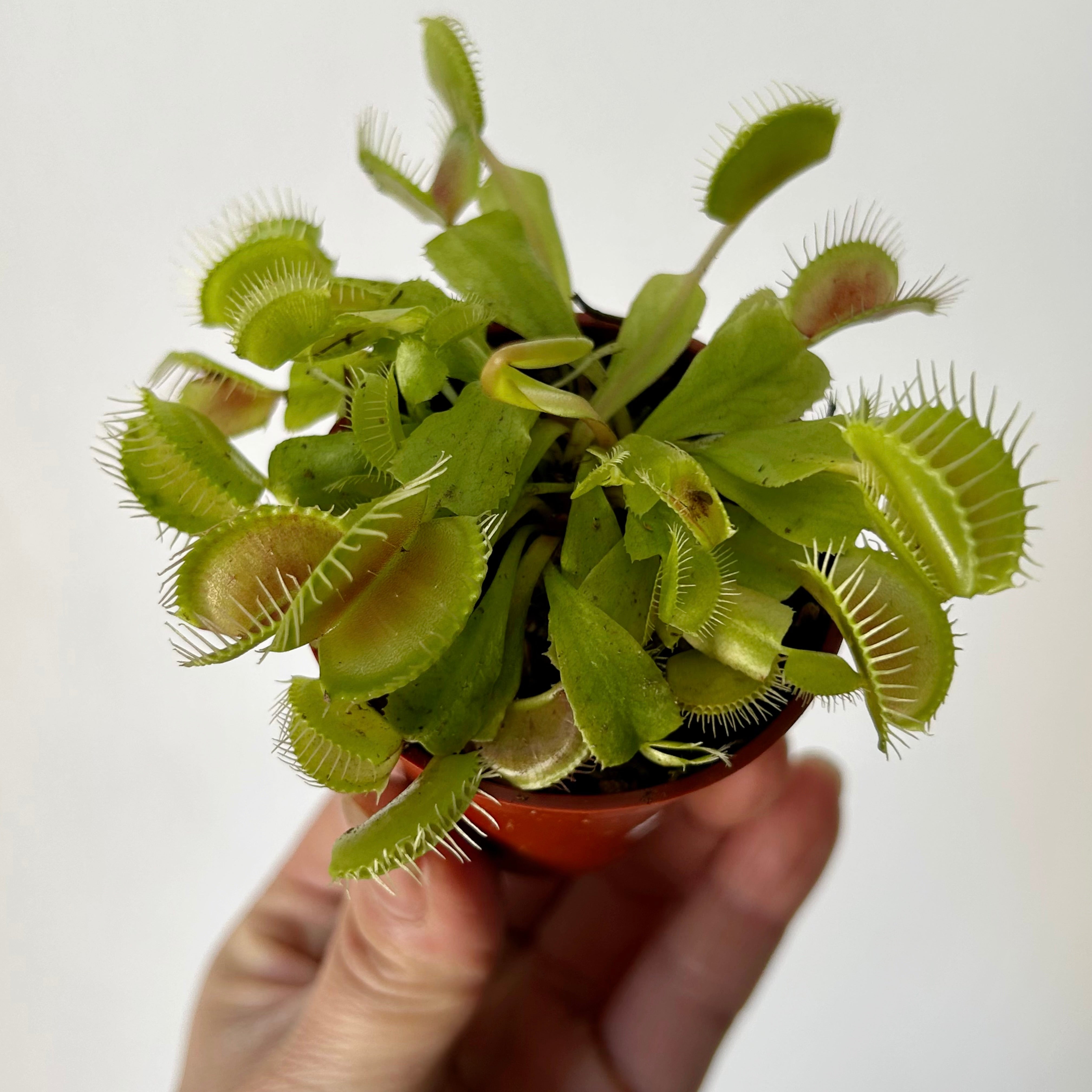 Venus Fly Trap 2.25”pot