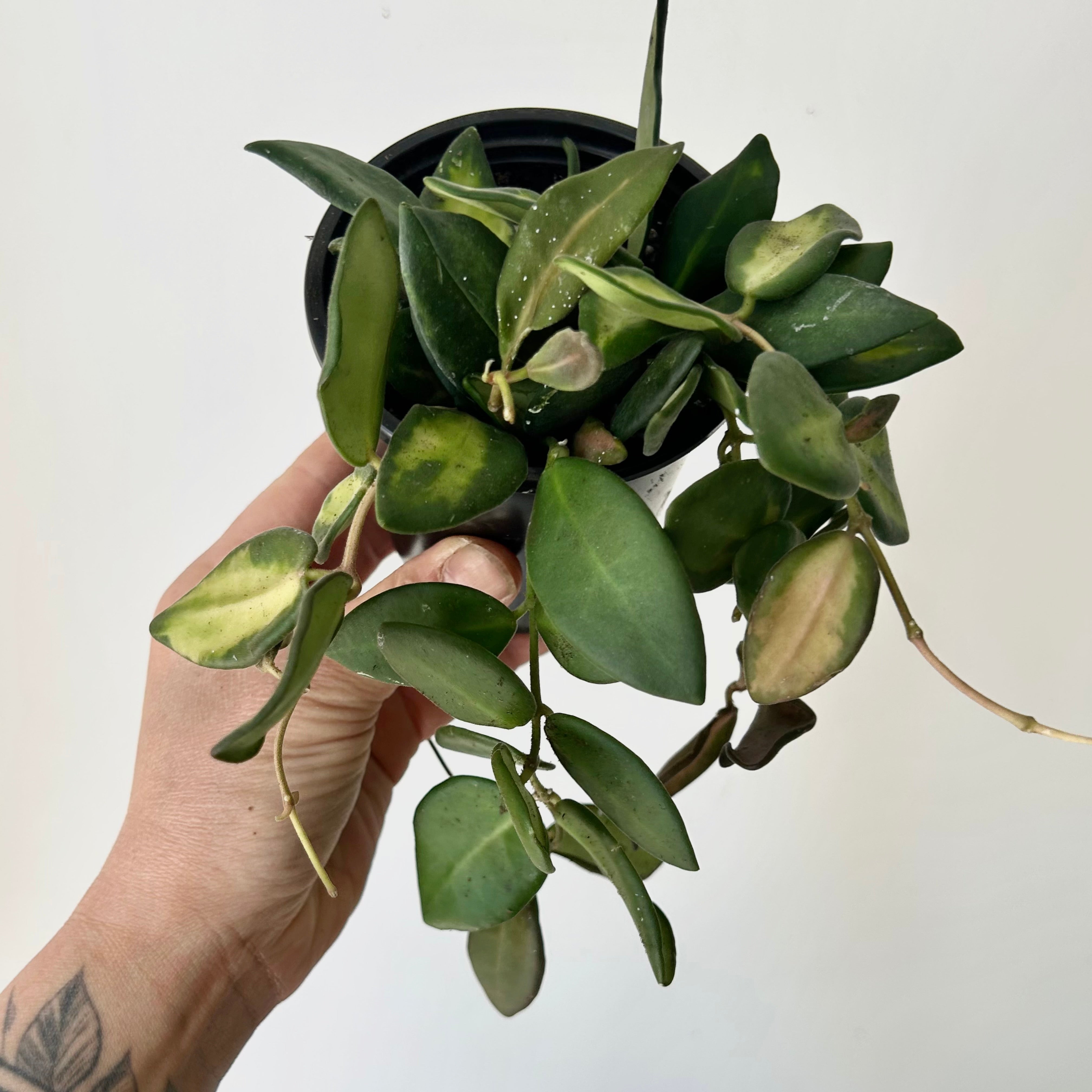 Hoya sp. aff. burtoniae variegated 3.5”pot