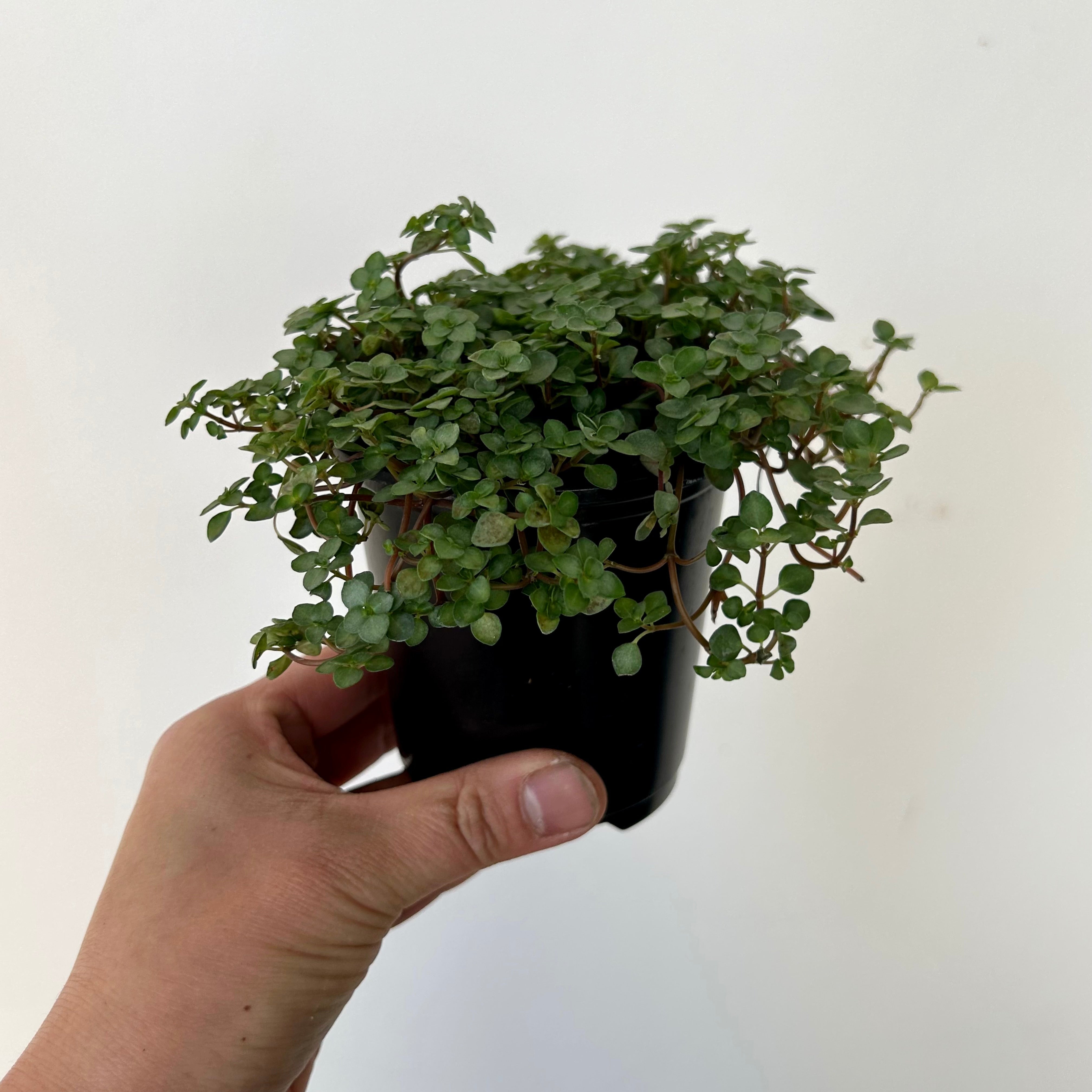 Pilea glauca 3.5” pot