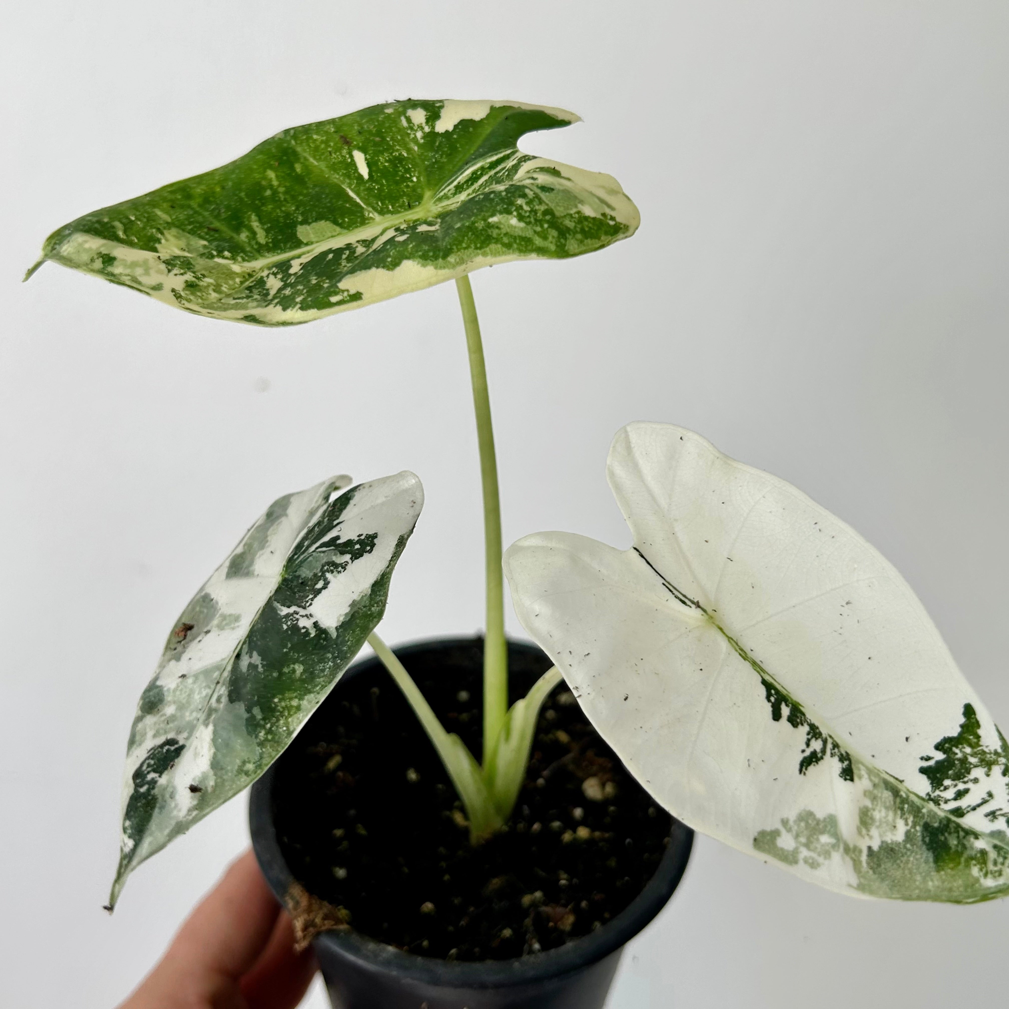 Variegated Alocasia frydek 3.5”pot