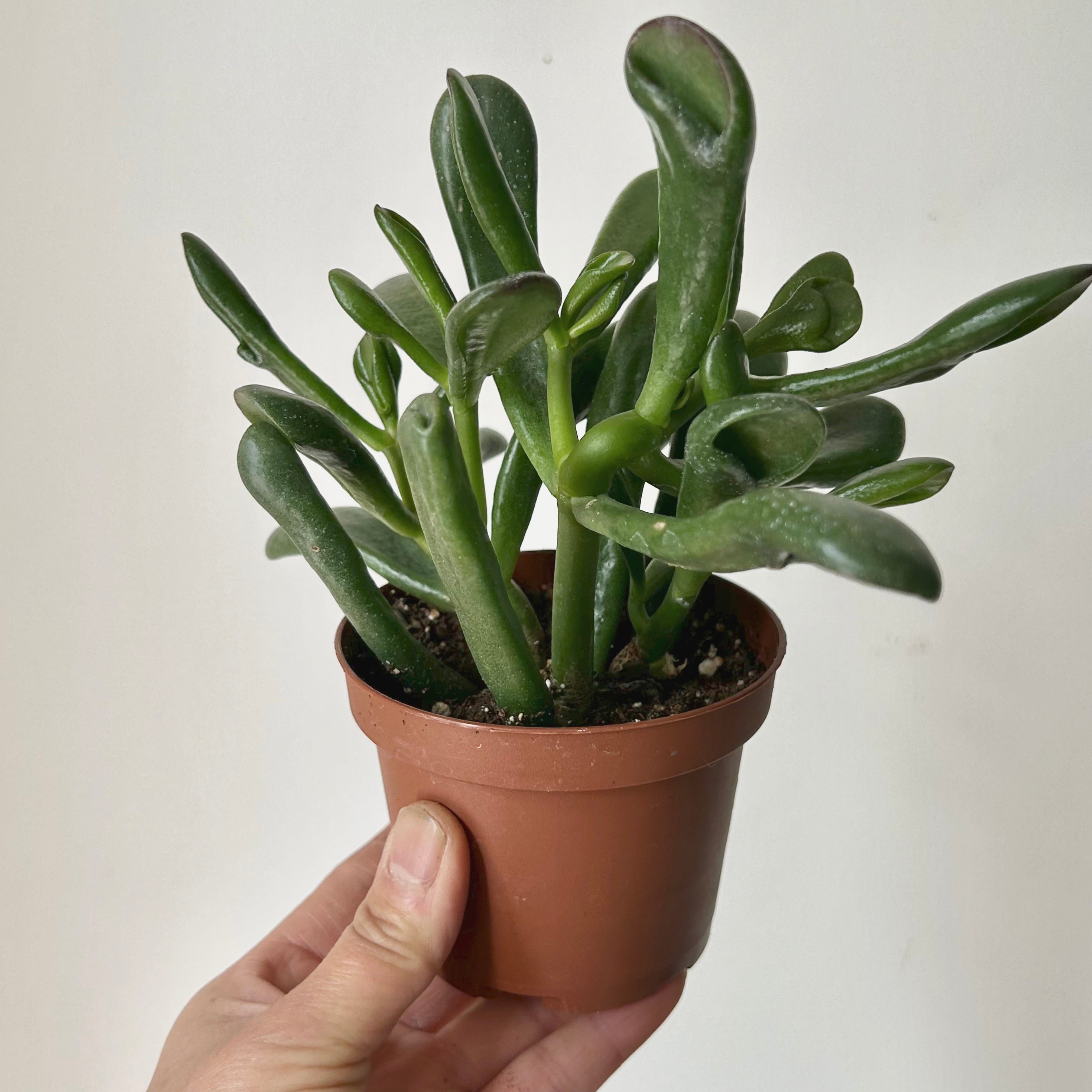 Hobbit Jade (Crassula) 3.5”pot