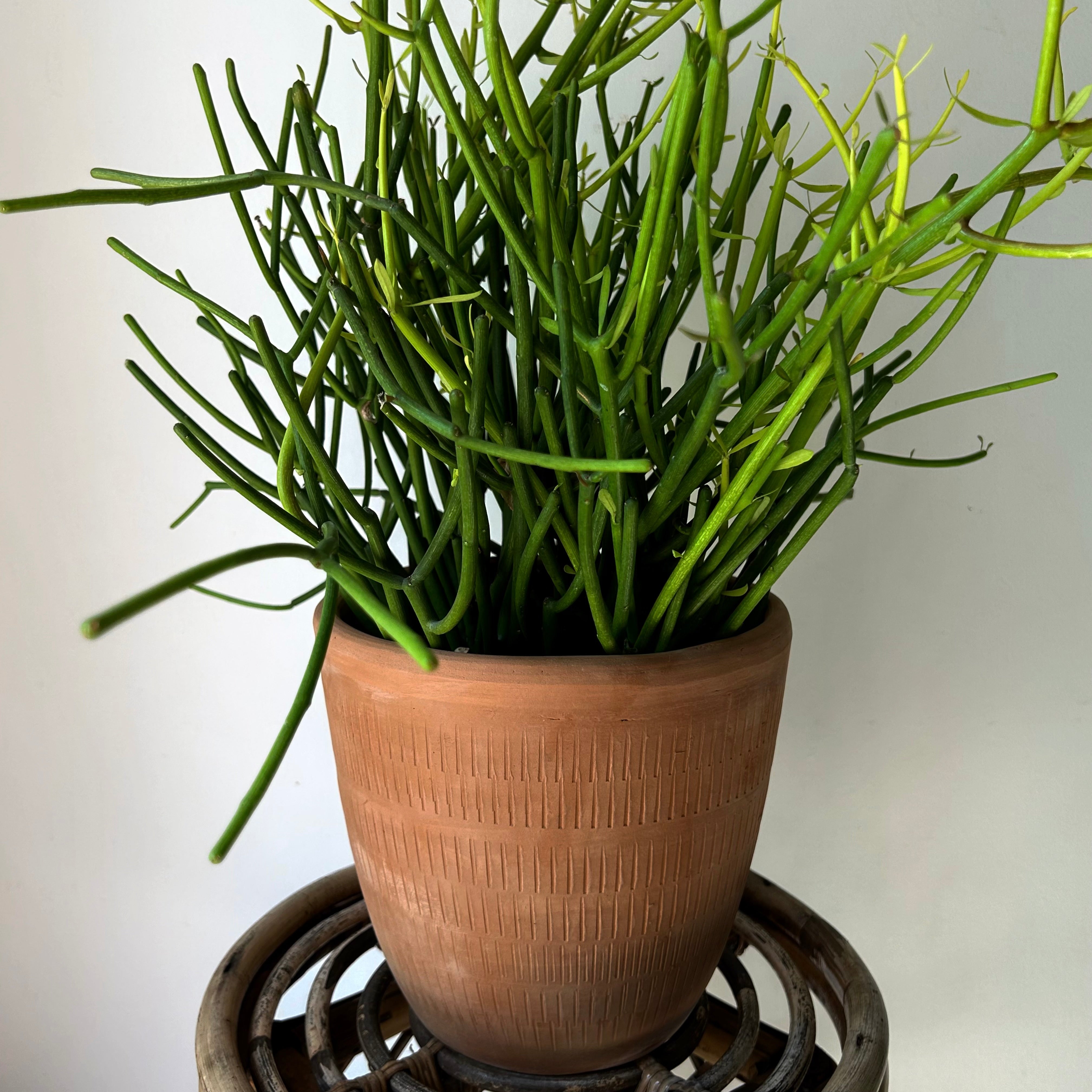 CALICO Decorative Clay pot (5.5”x5.5”)