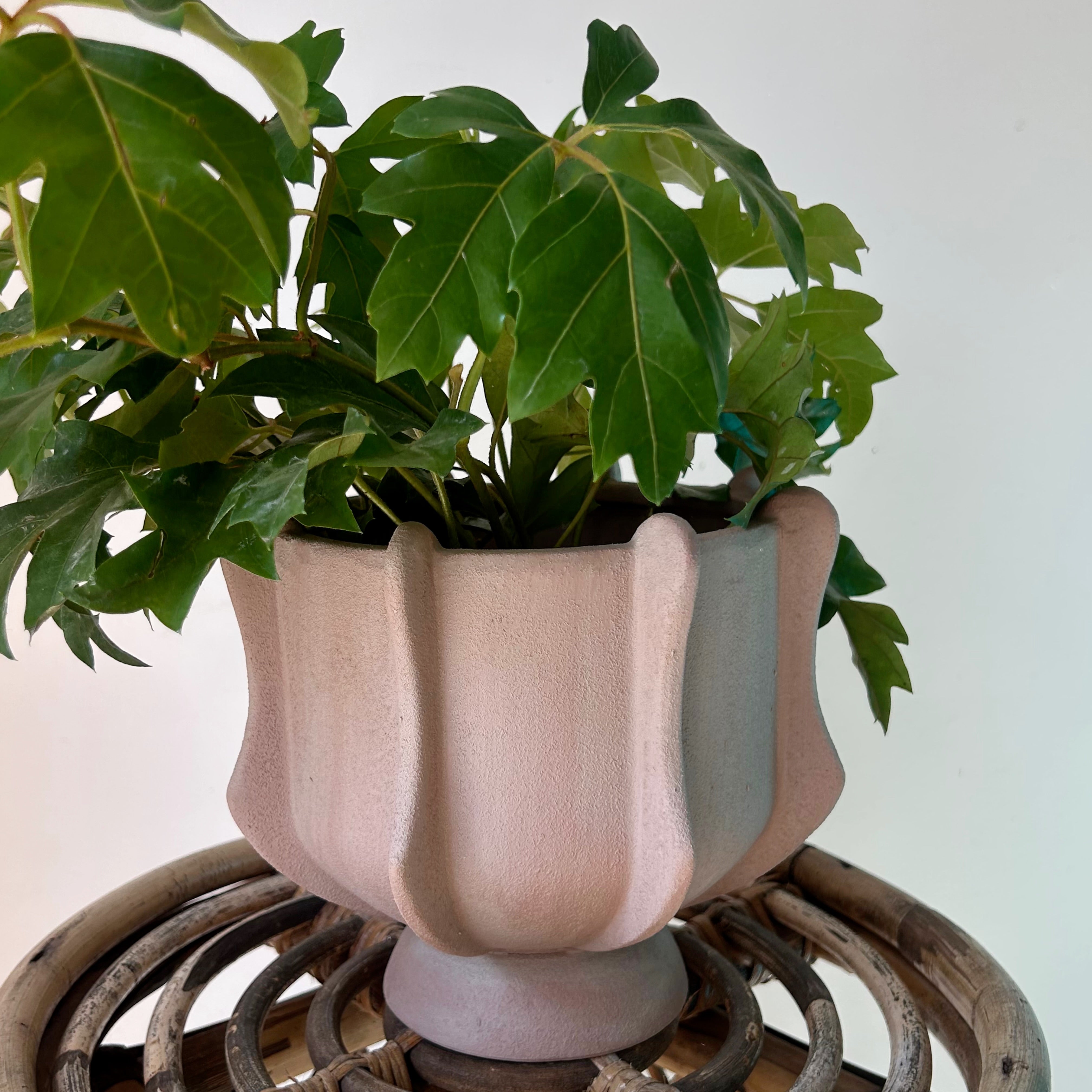 CLAUDIA Planter (6x6”)