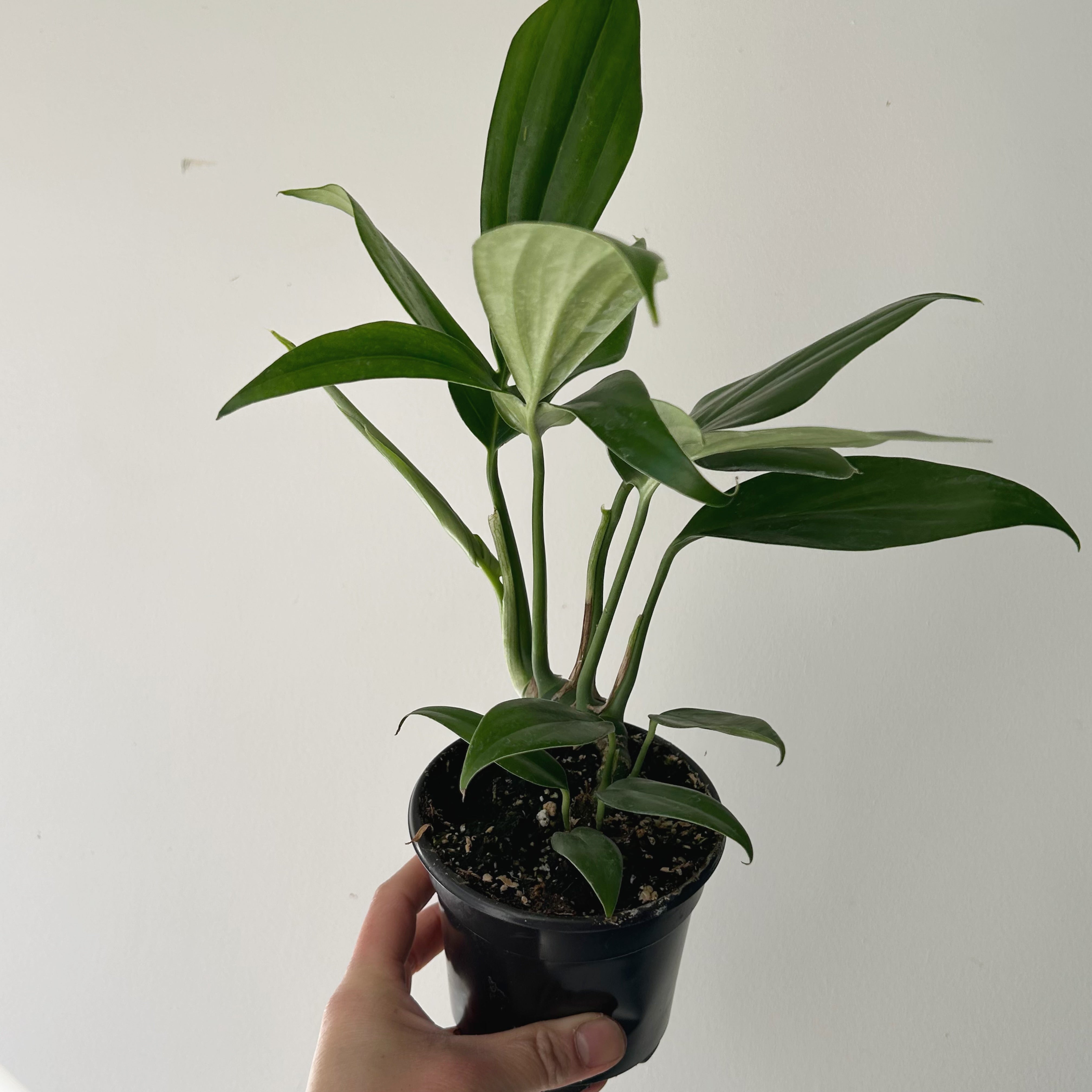 Dragon Tail Plant (Rhaphidophora Decursiva) 4” pot