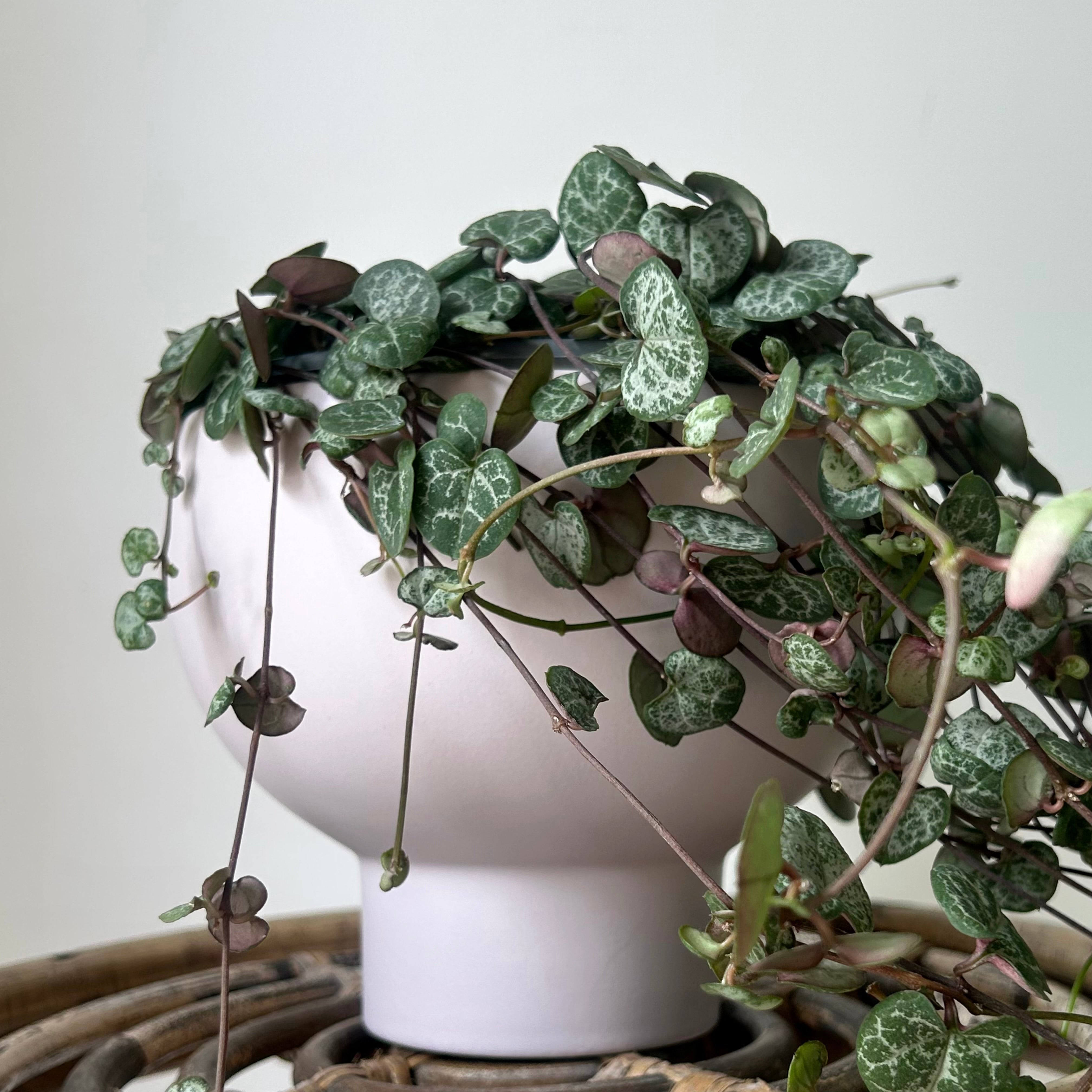 CAPRICORN Compote Raised Decorative Pot (5.5”x5”)