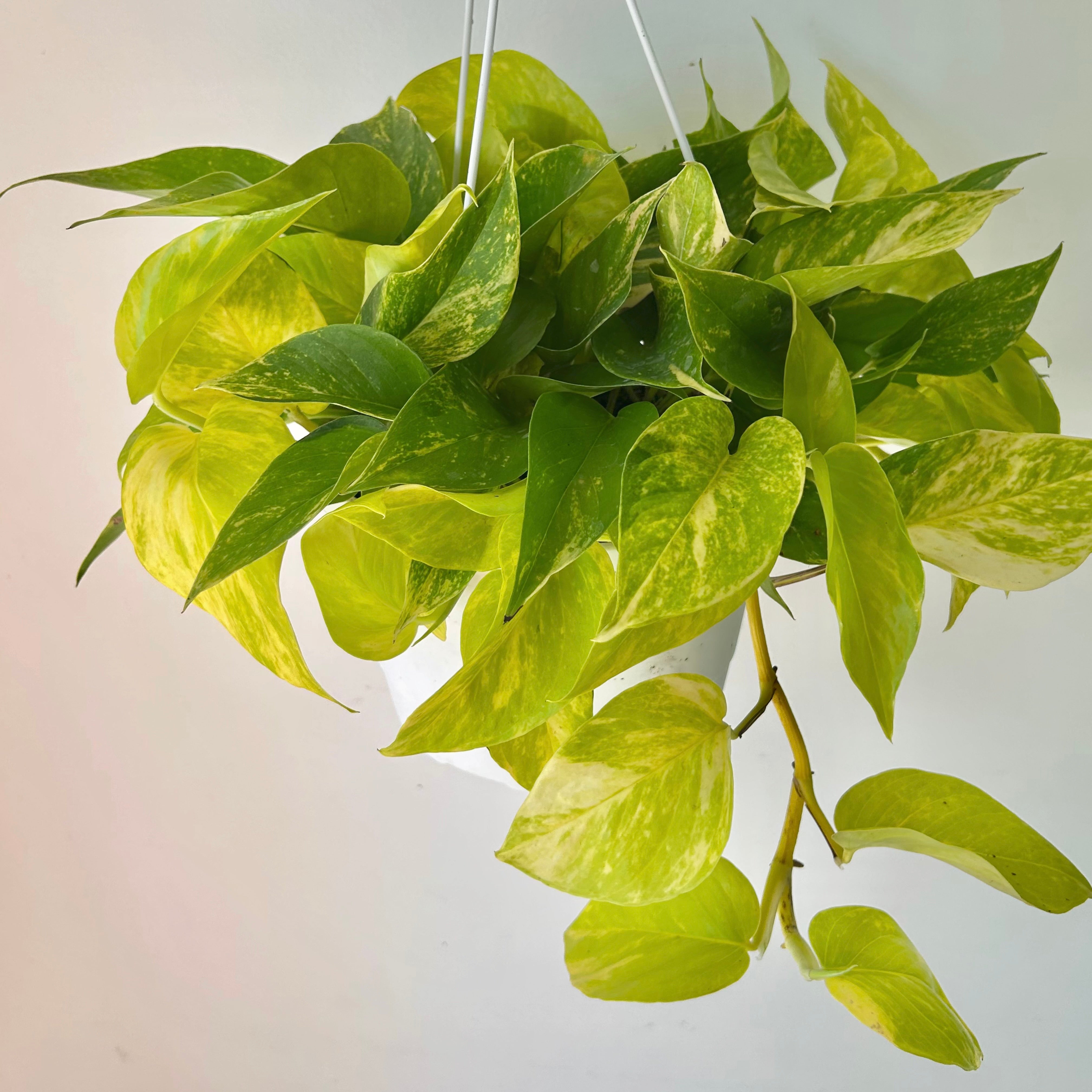 Variegated Neon Pothos (Teruno kaguya) 8” hanging basket