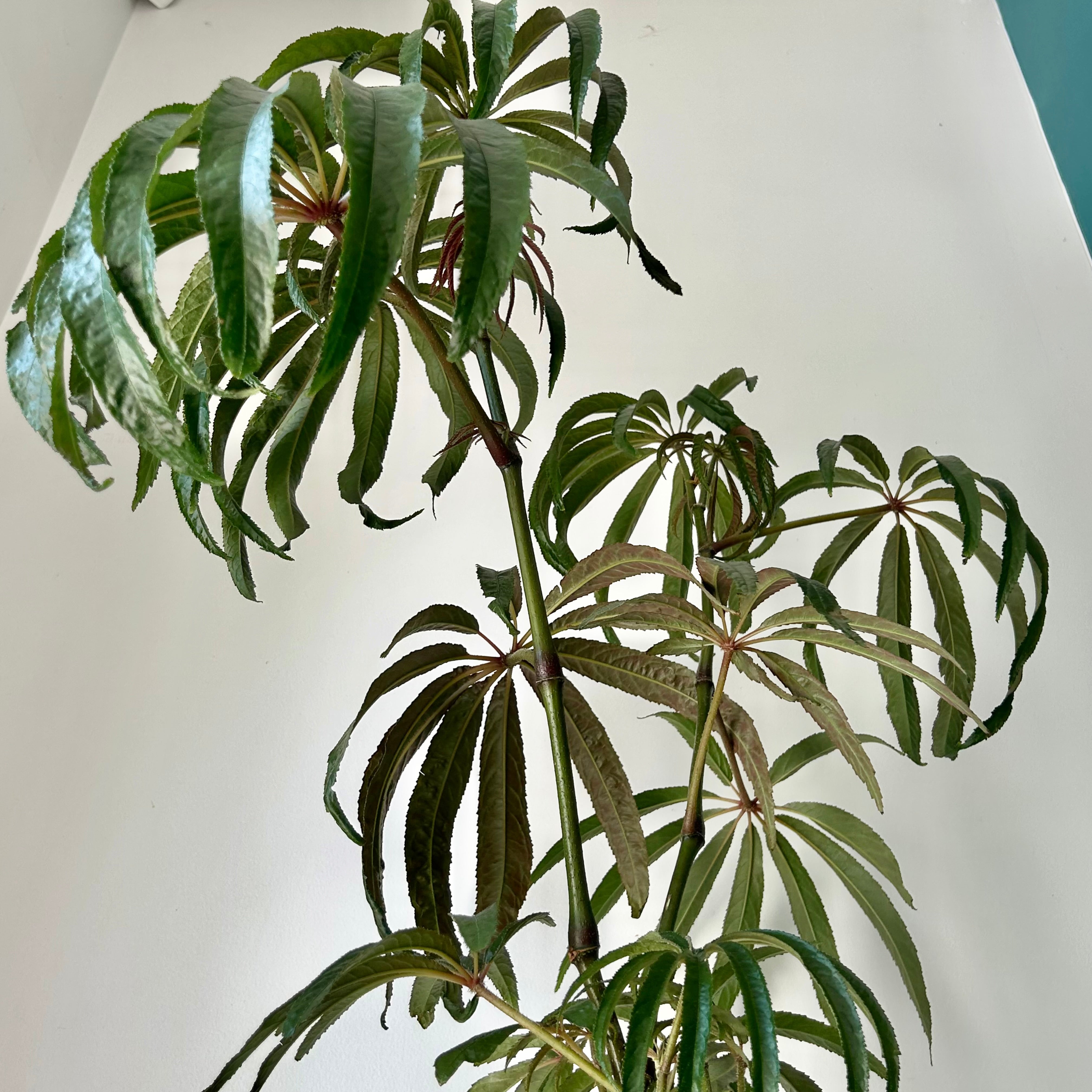 Palm Leaf Begonia (Luxurians) approximately 2ft tall in 6”pot