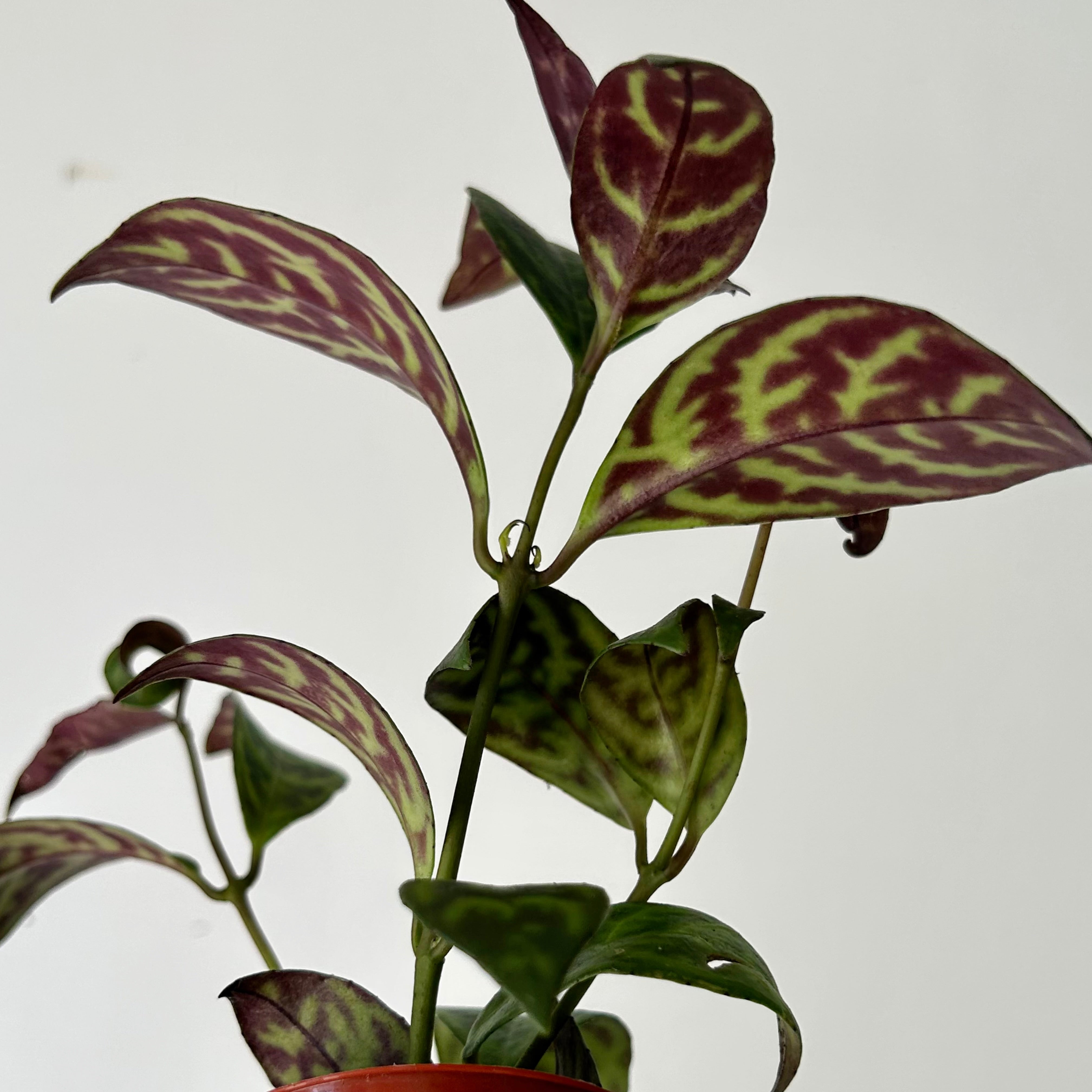 Black Pagoda Lipstick Vine 2.5” pot