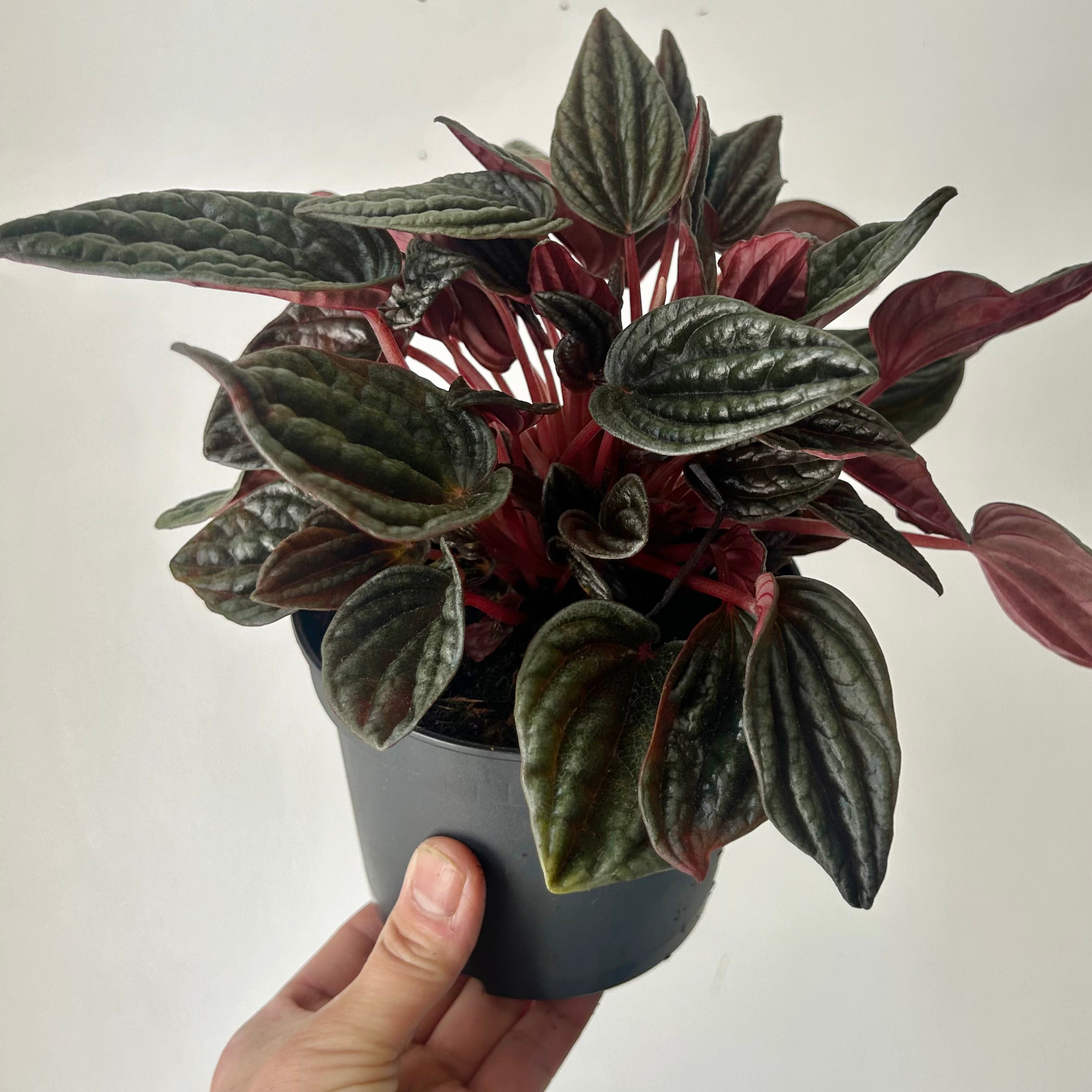 Peperomia caperata “Amazonas” 4”pot