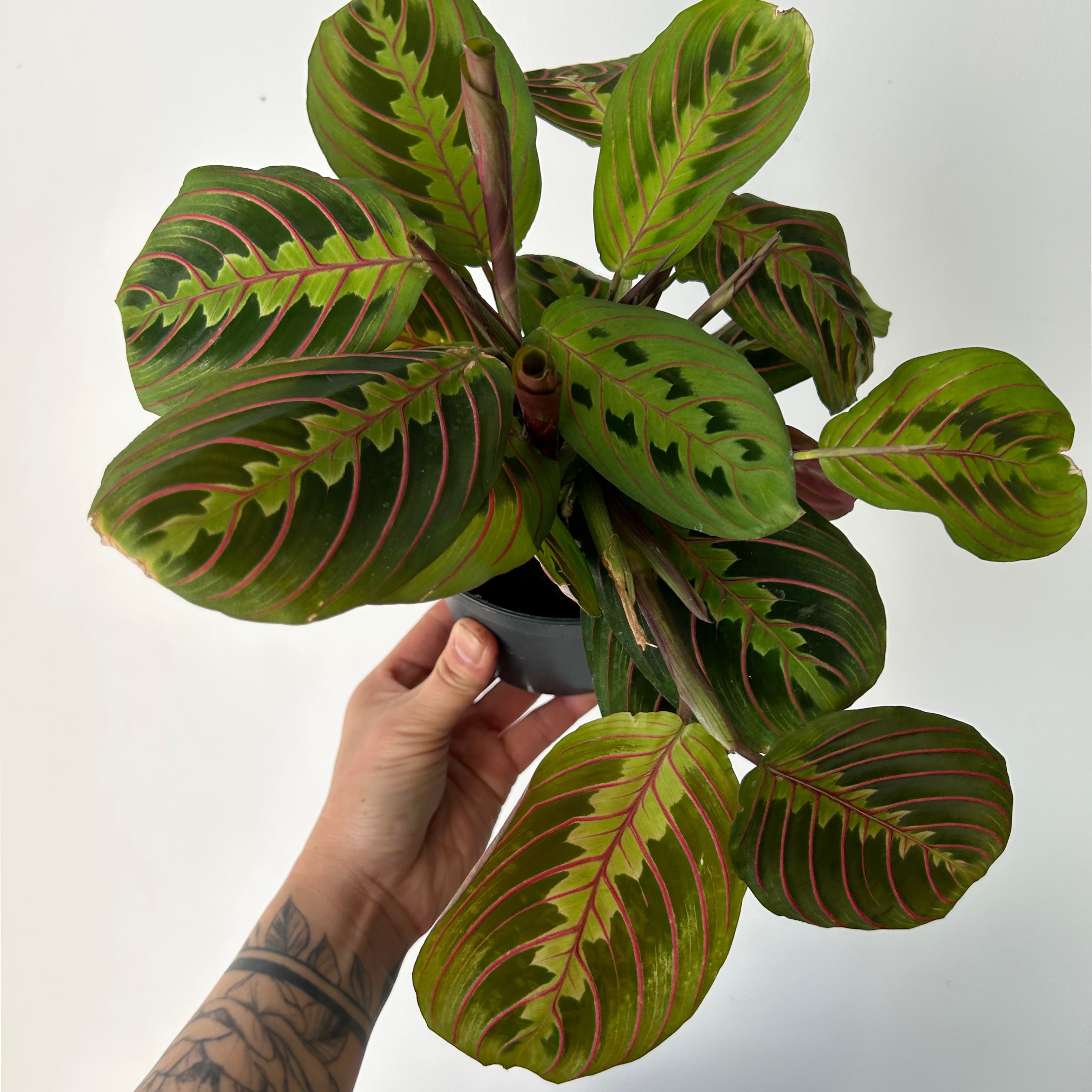 Red Prayer Plant (Maranta Leuconeura) 5” pot