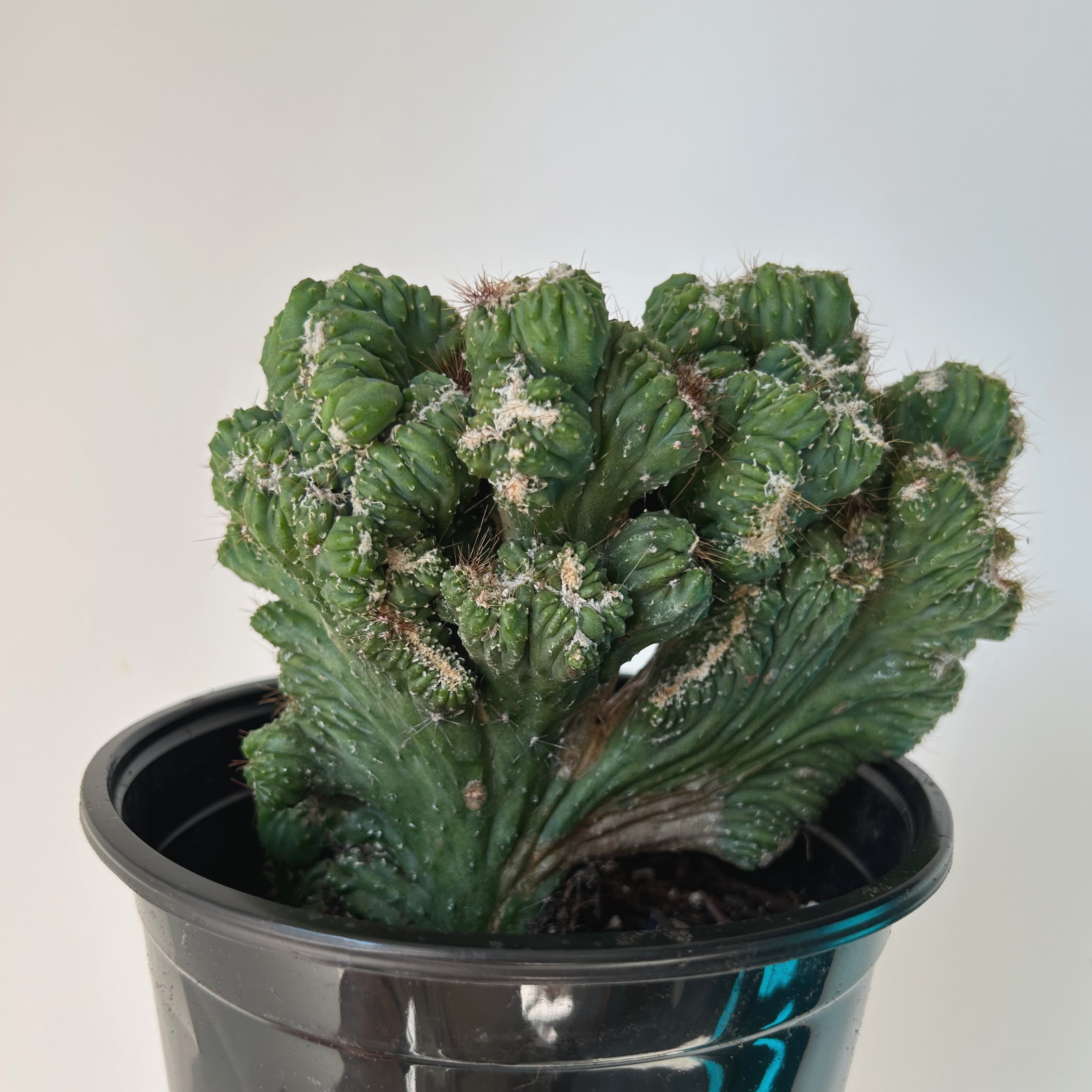 Crested Cereus monstrose 4.5”pot