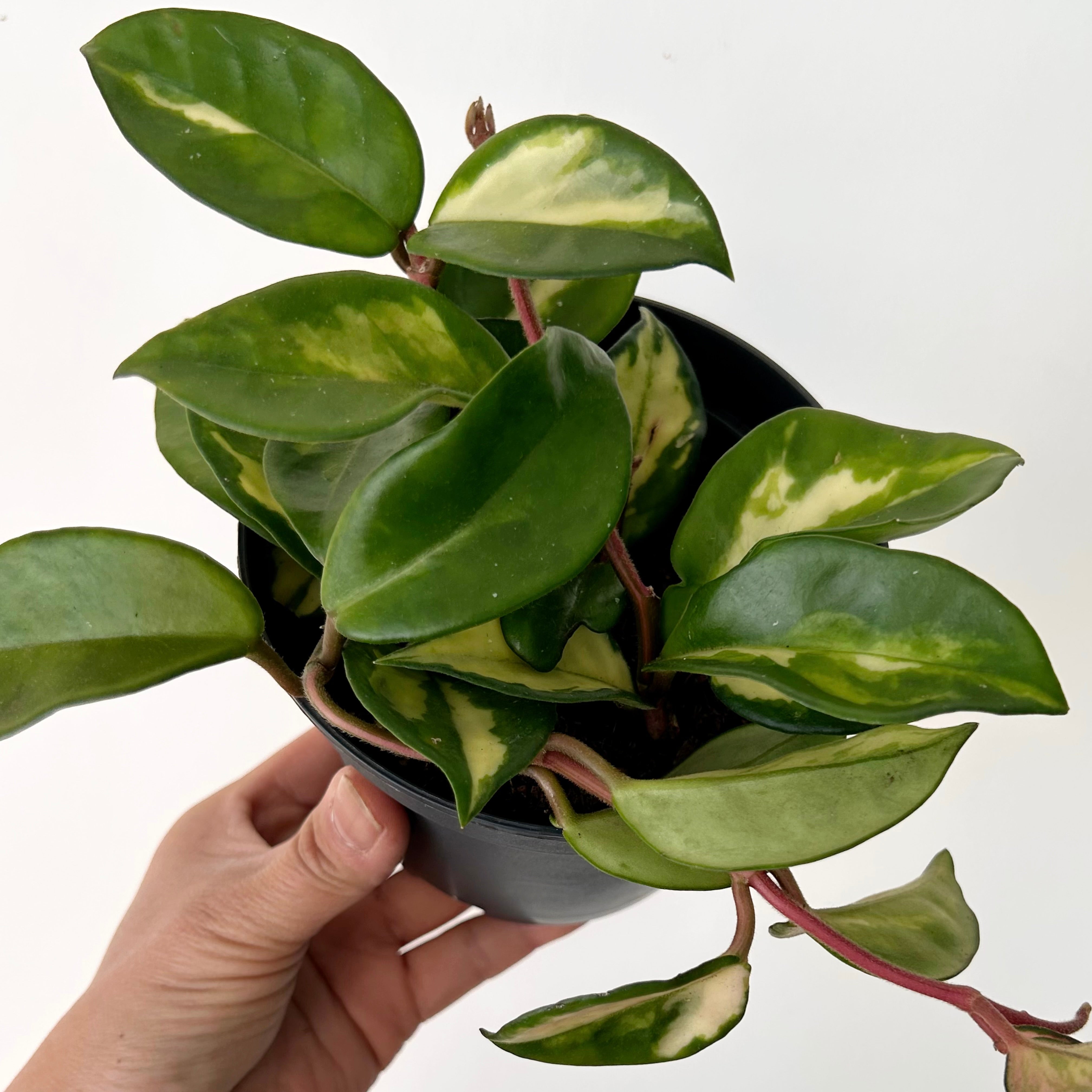 Hoya Tricolour "Krimson Princess" 5”pot