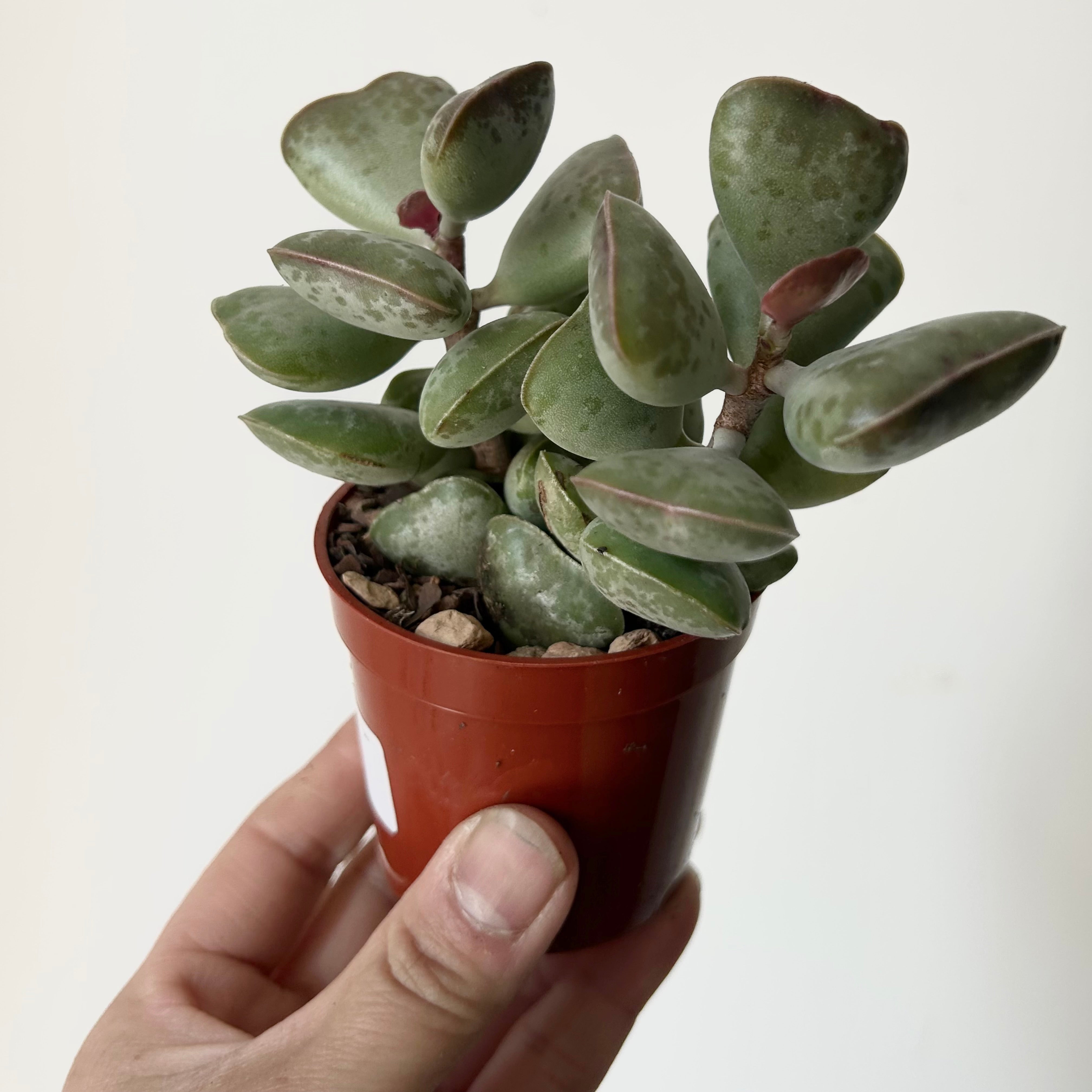 Calico Hearts (Adromischus triflorus)2.75”pot