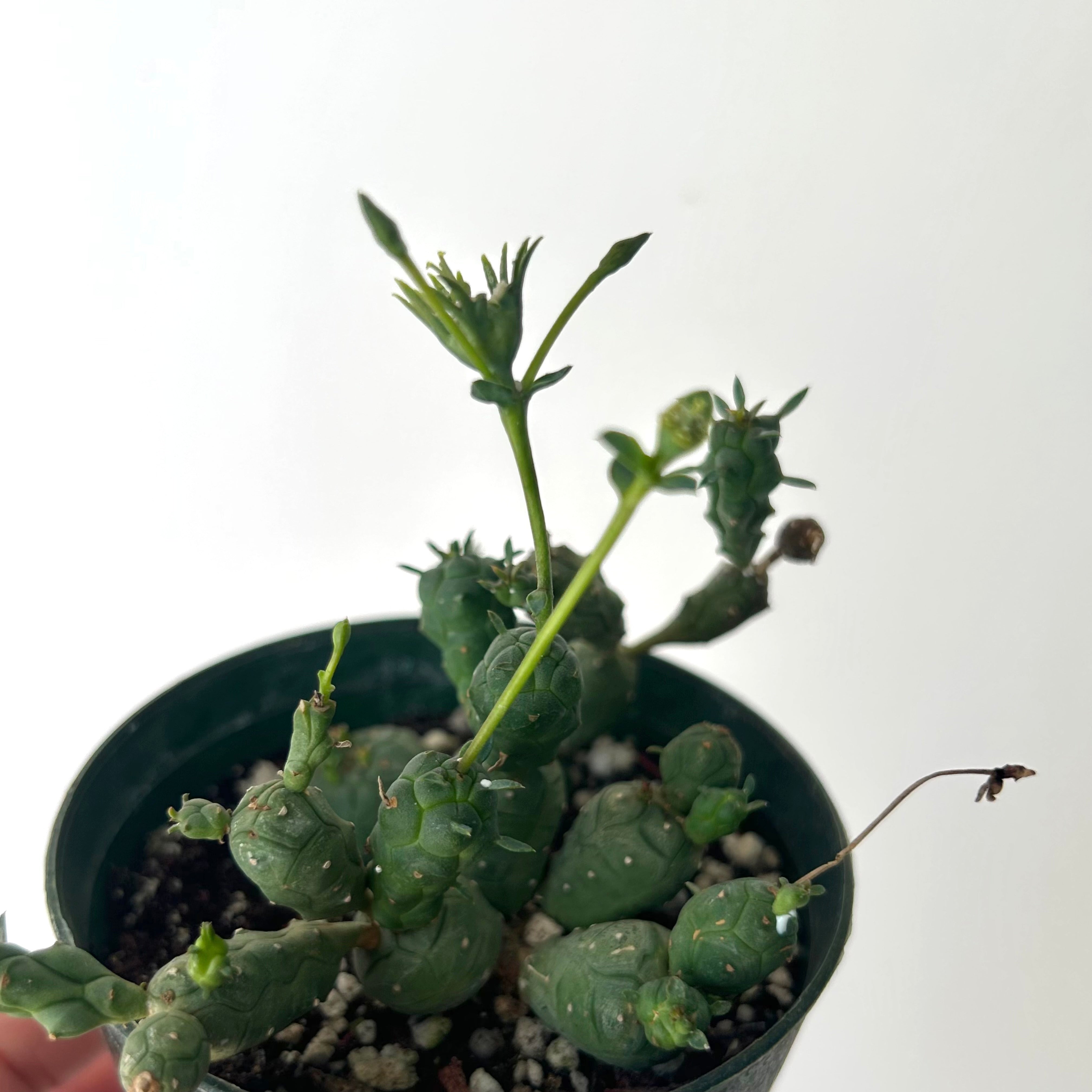 Euphorbia globosa 3.5"pot