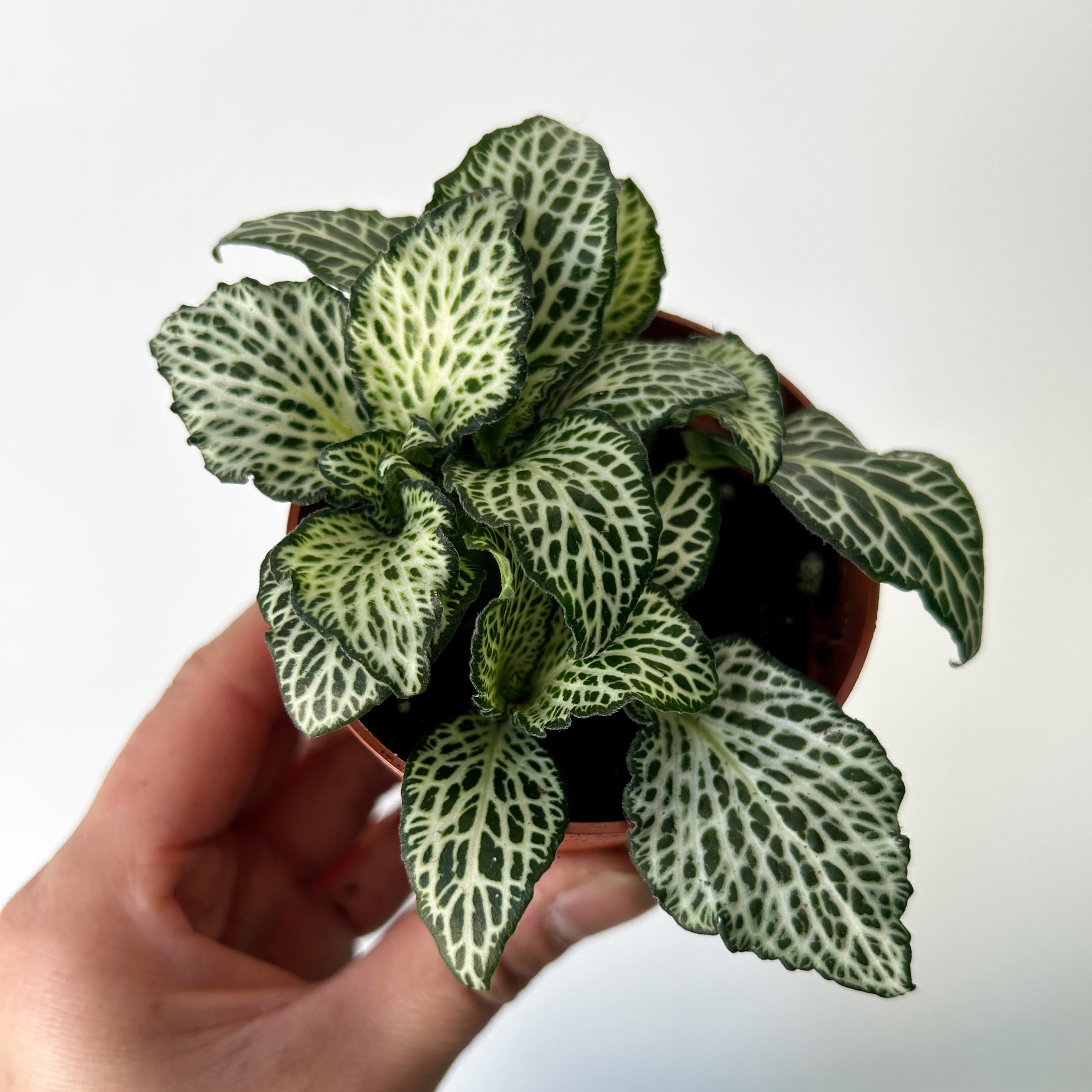 Nerve Plant (Fittonia) 2.75”pot
