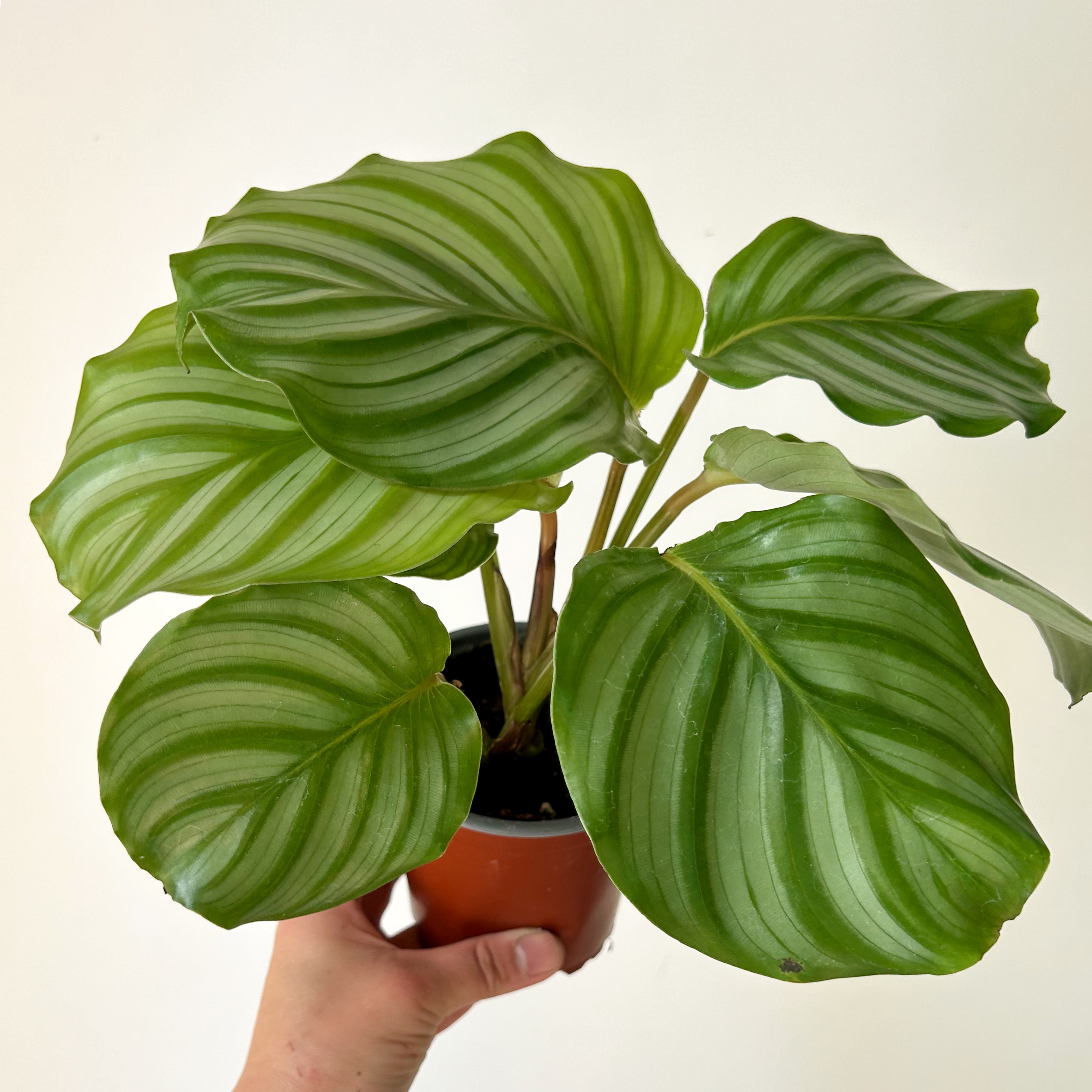 Calathea orbifolia 4” pot