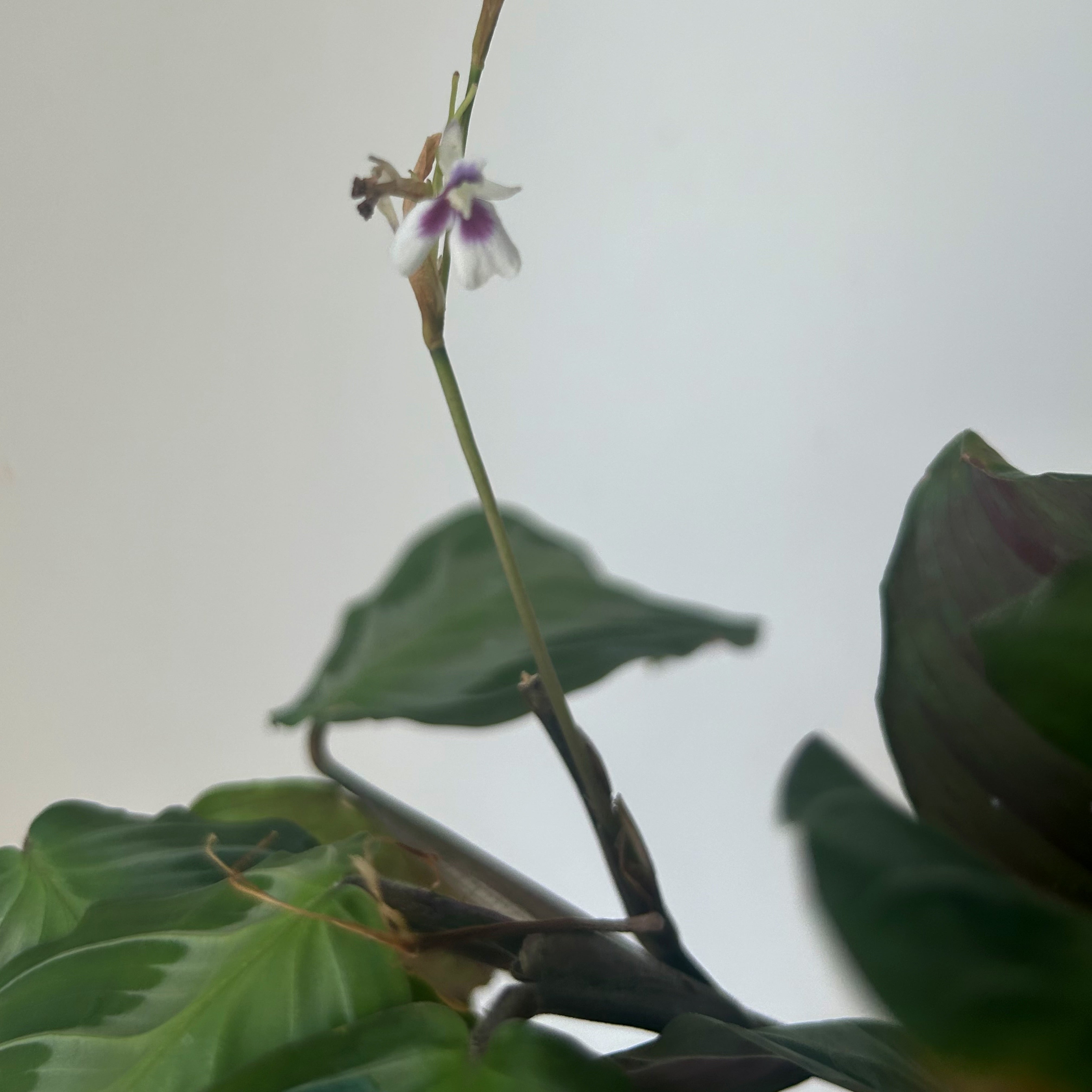 Maranta Leuconeura “Silver Band” 4” pot