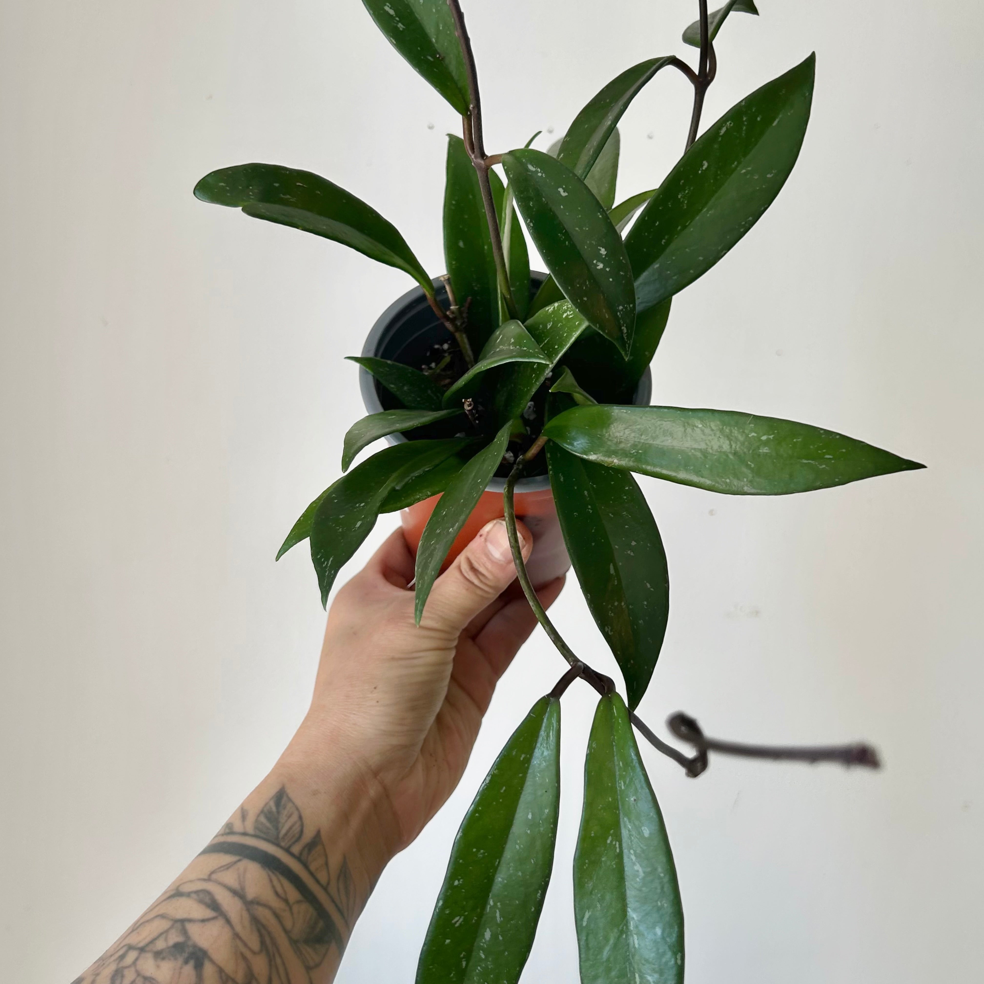Hoya Pubicalyx 4”pot
