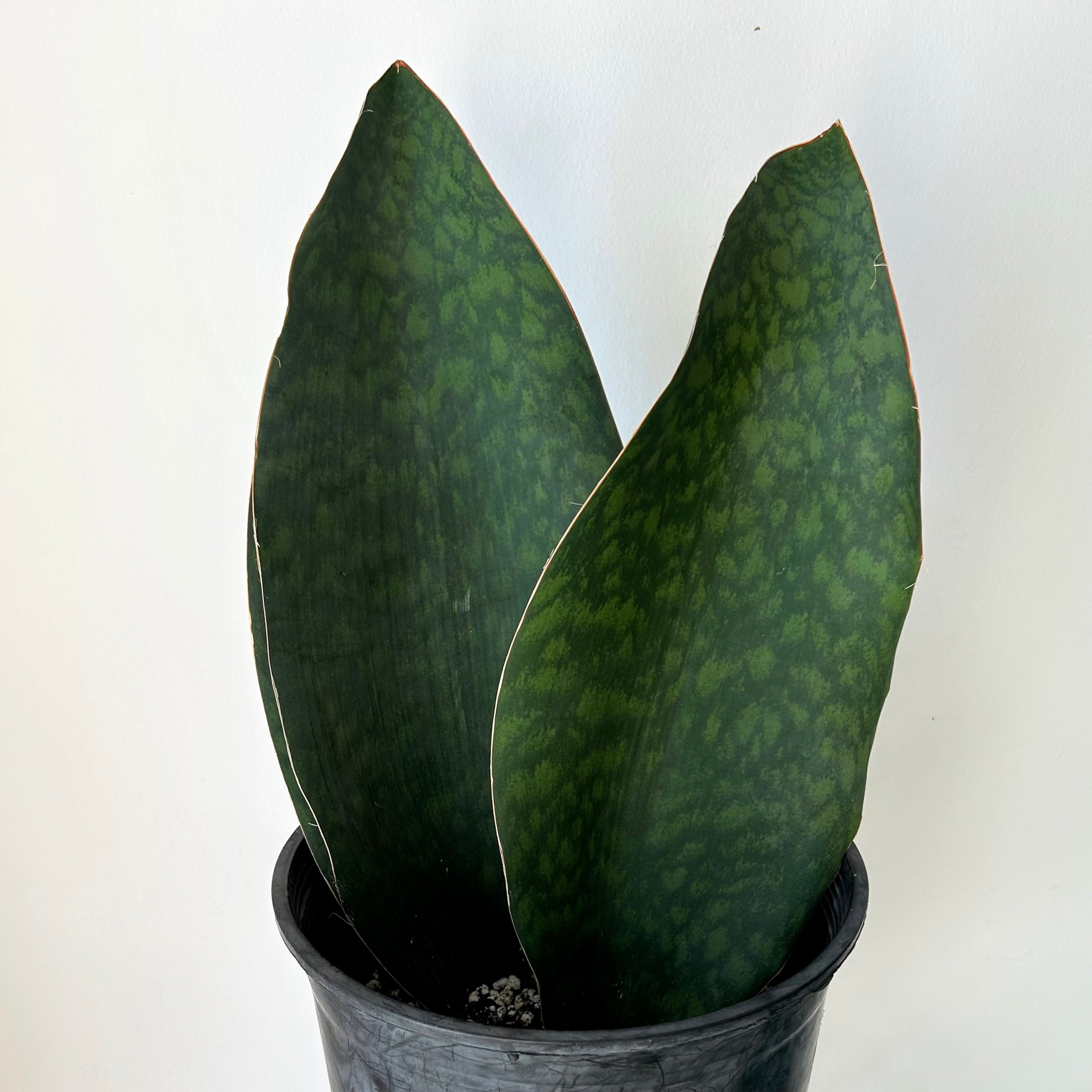 Sansevieria “Whale Fin” in 10”pot