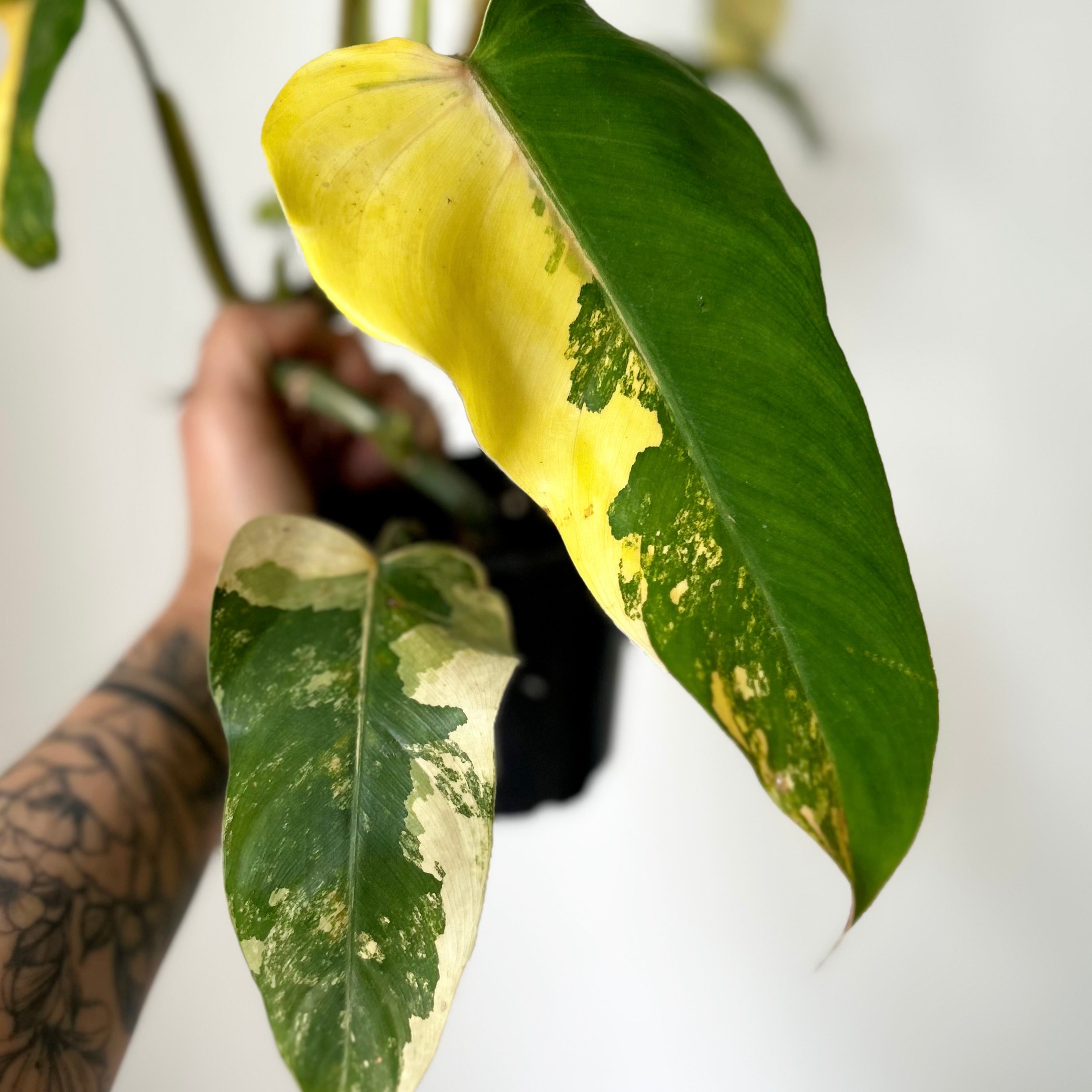 Variegated Philodendron domesticum 4” pot