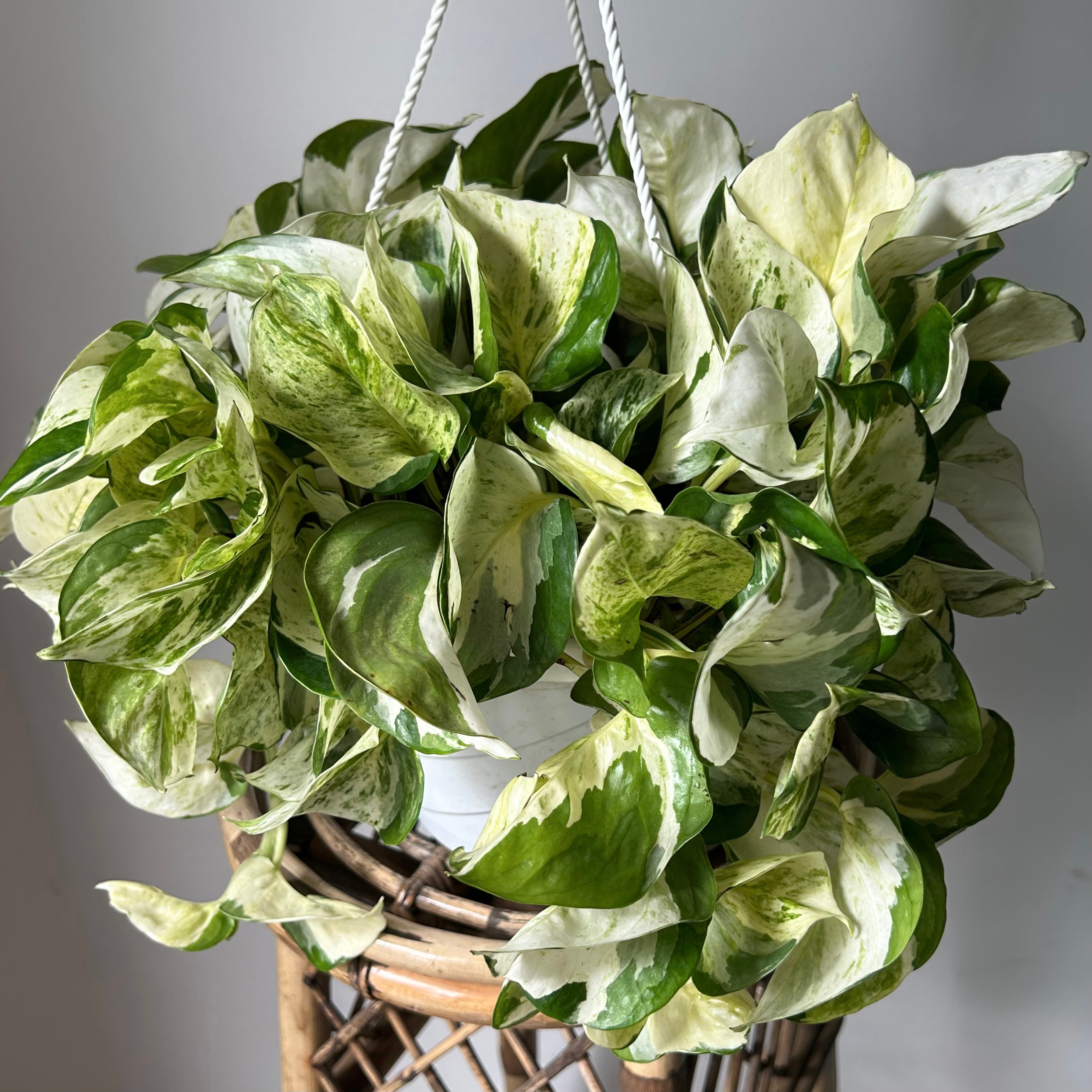 Manjula Pothos 8” pot