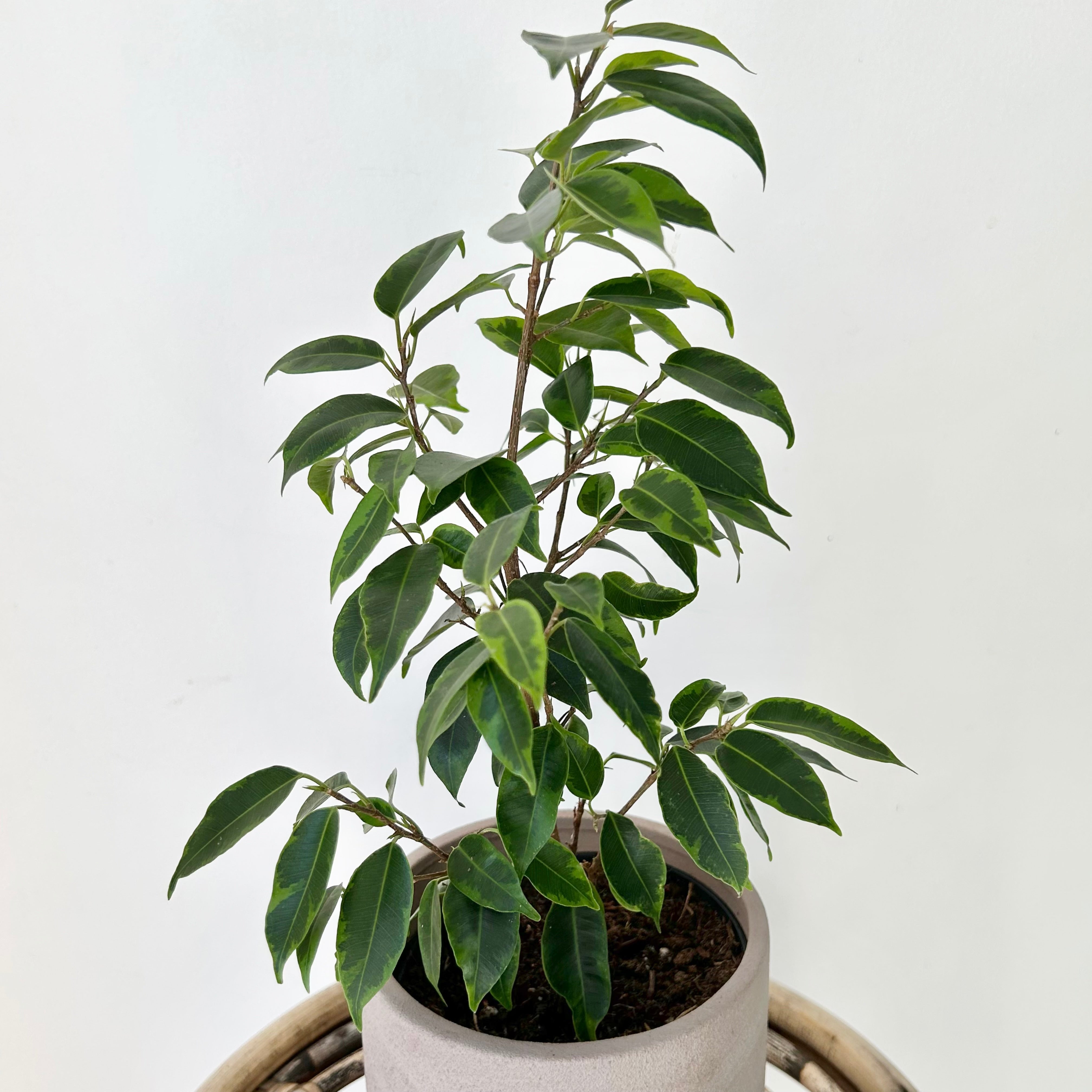 Variegated Ficus Benjamina "Anastasia" 5” pot