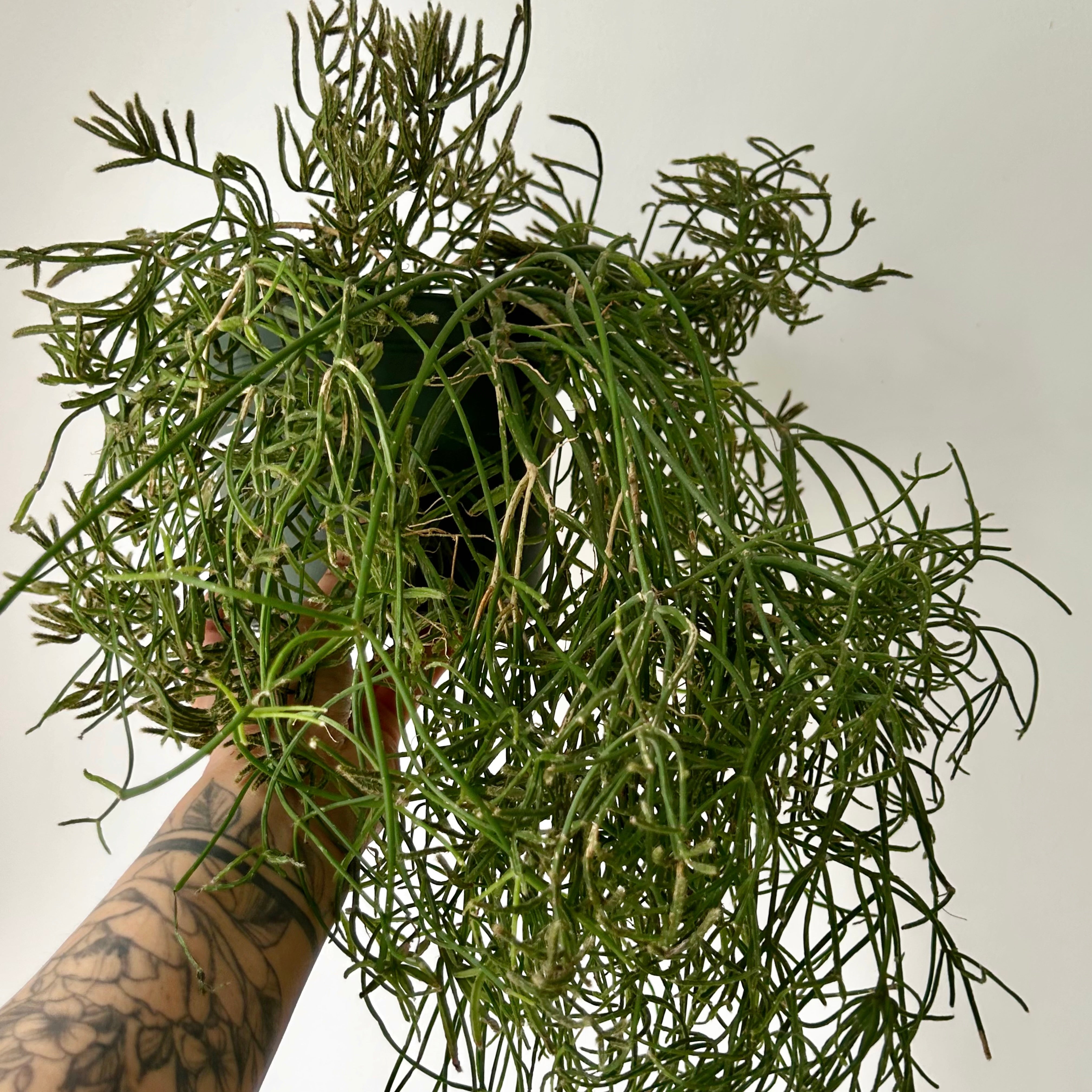 Rhipsalis prismatica 6" pot