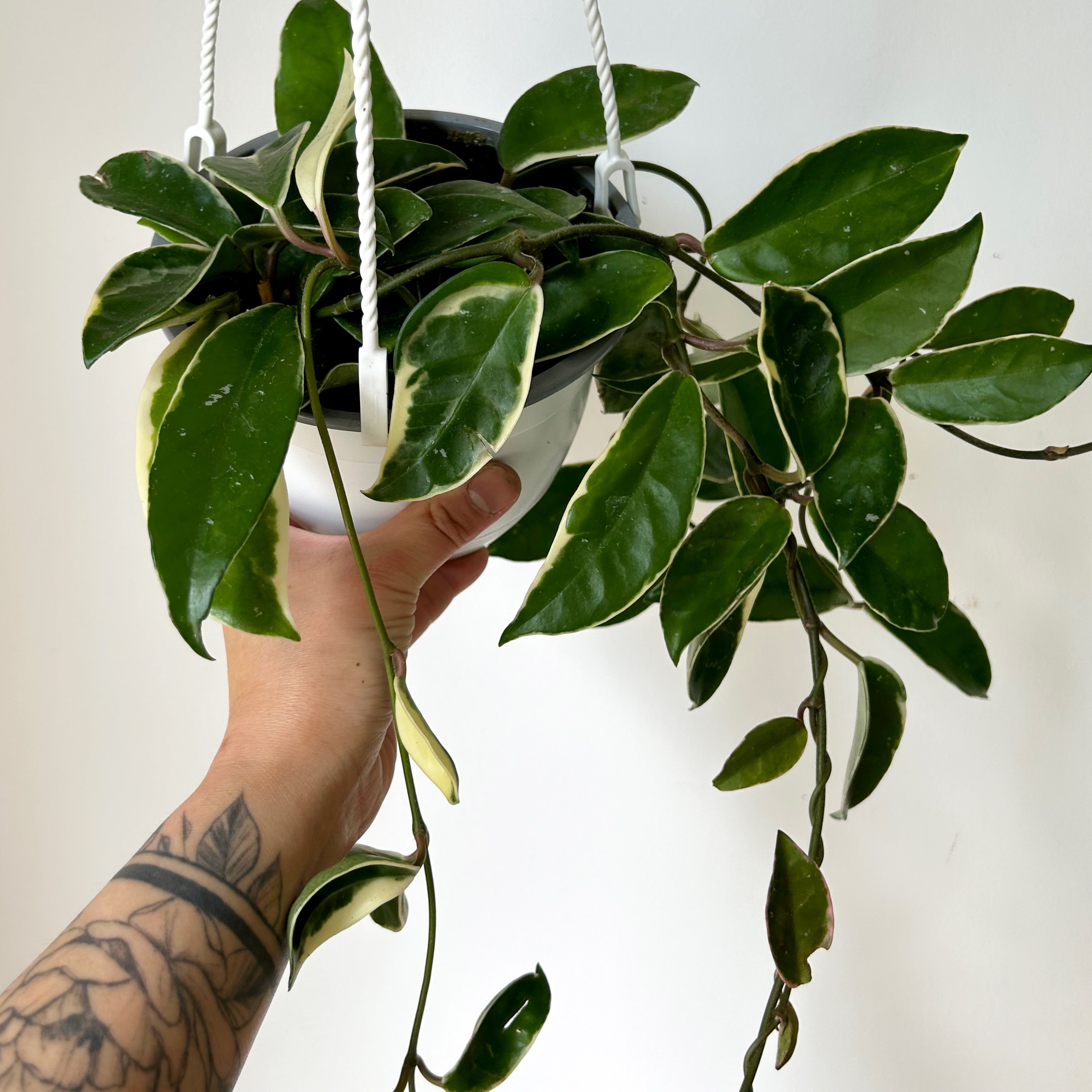 Hoya Krimson Queen 6” hanging basket