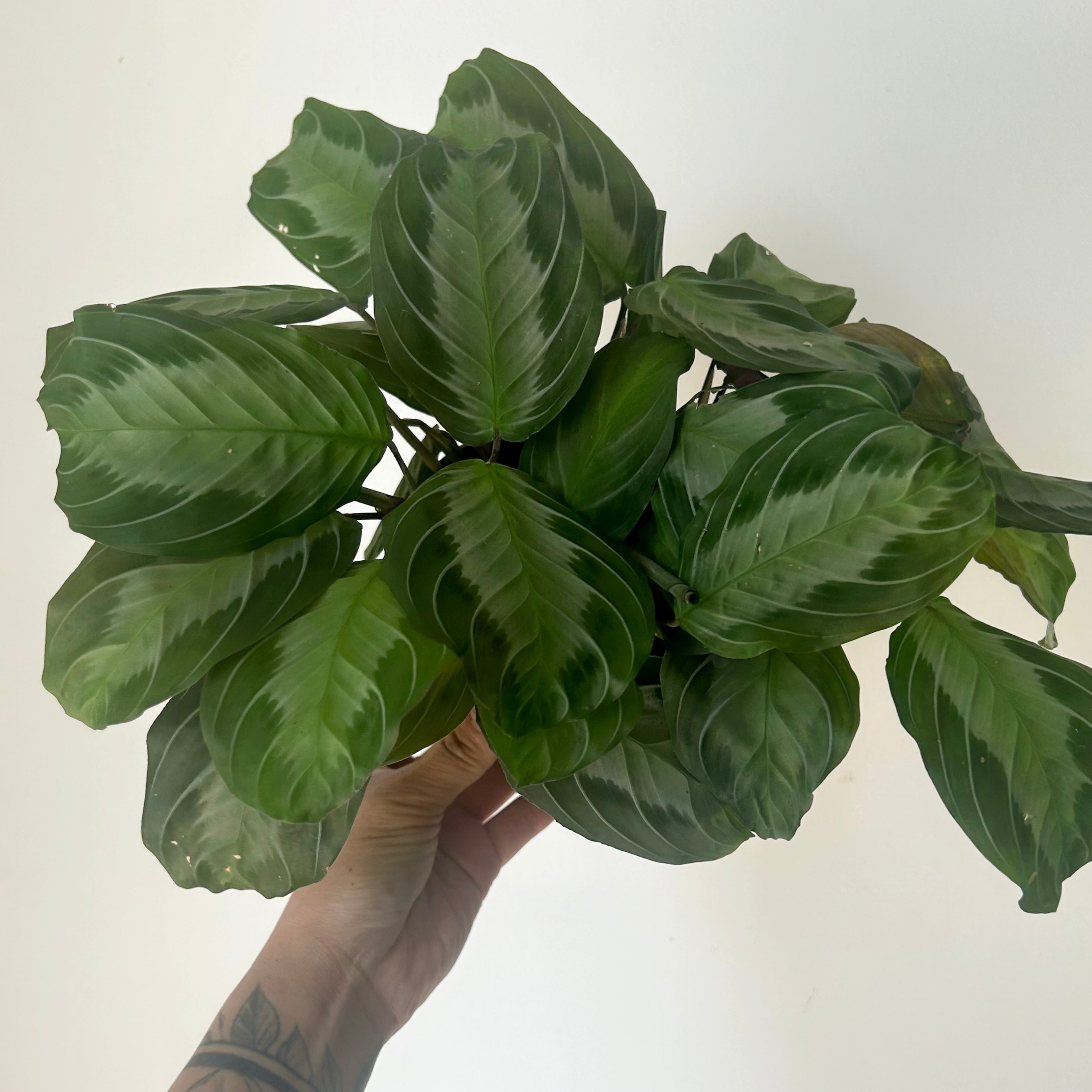 Maranta Leuconeura “Silver Band” 4” pot