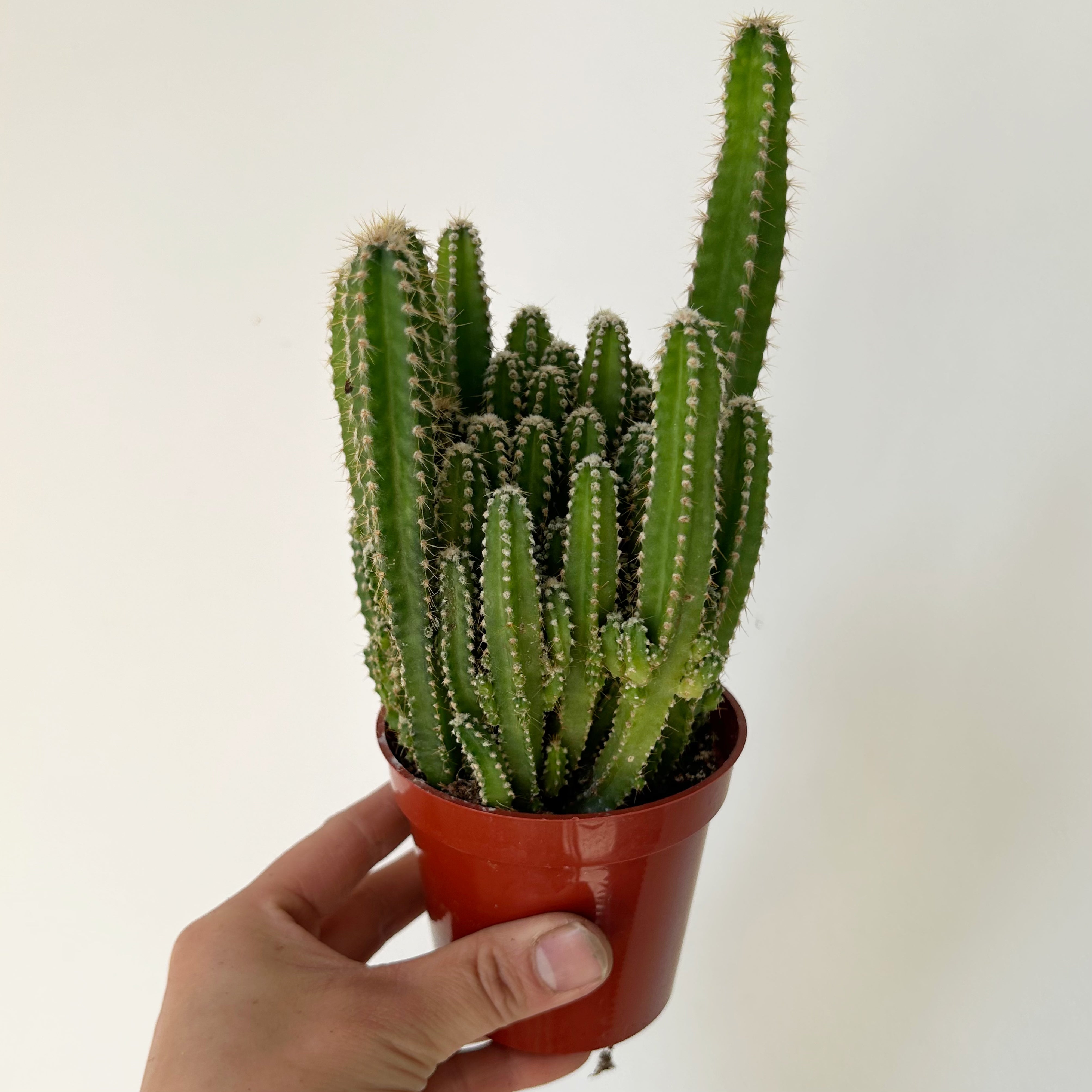 Fairy Castle Cactus (Acanthocereus Tetragonus), 3.5”Pot