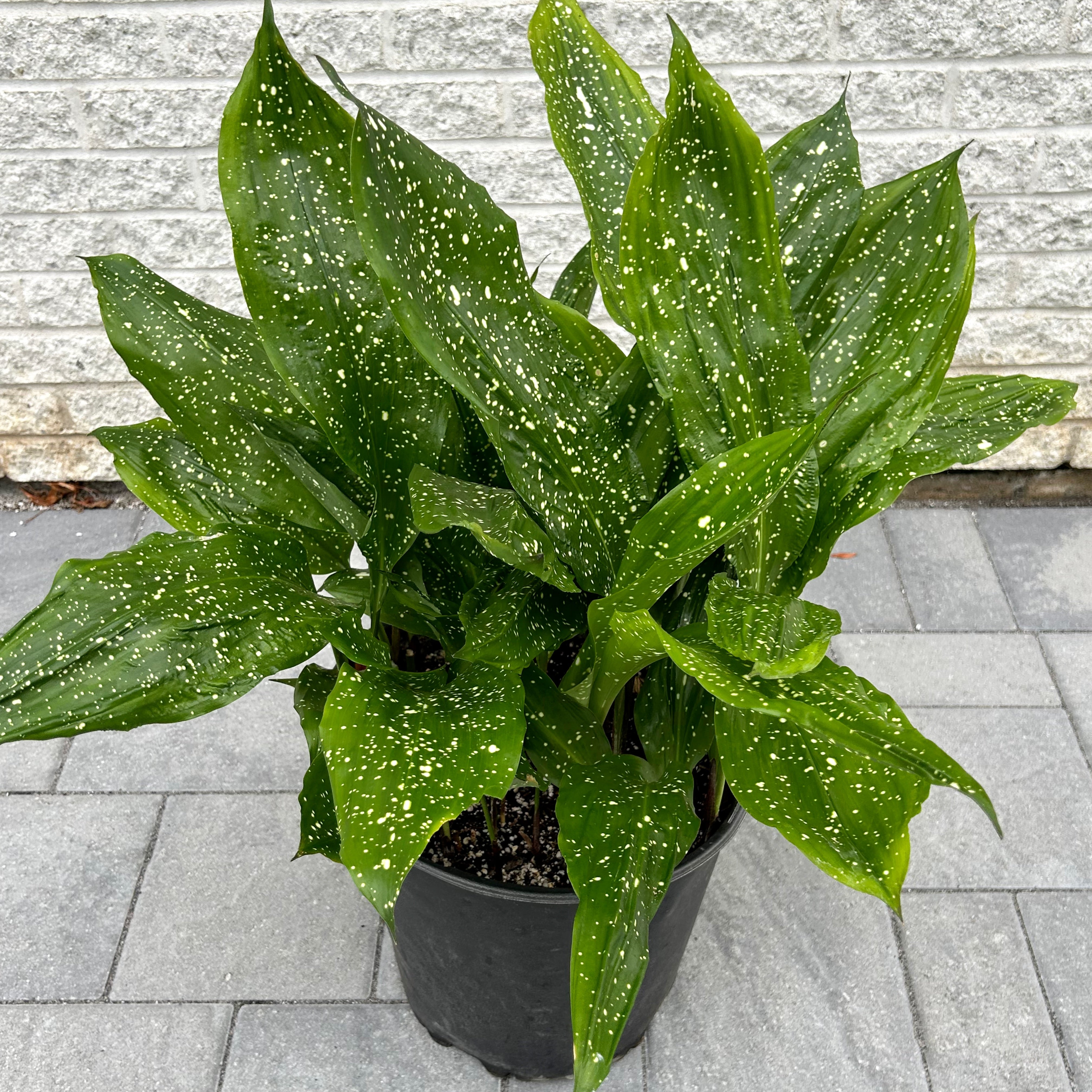 Cast Iron Plant (Aspidistra) “Mary Sizemore” approximately 2.5ft tall in 11”pot