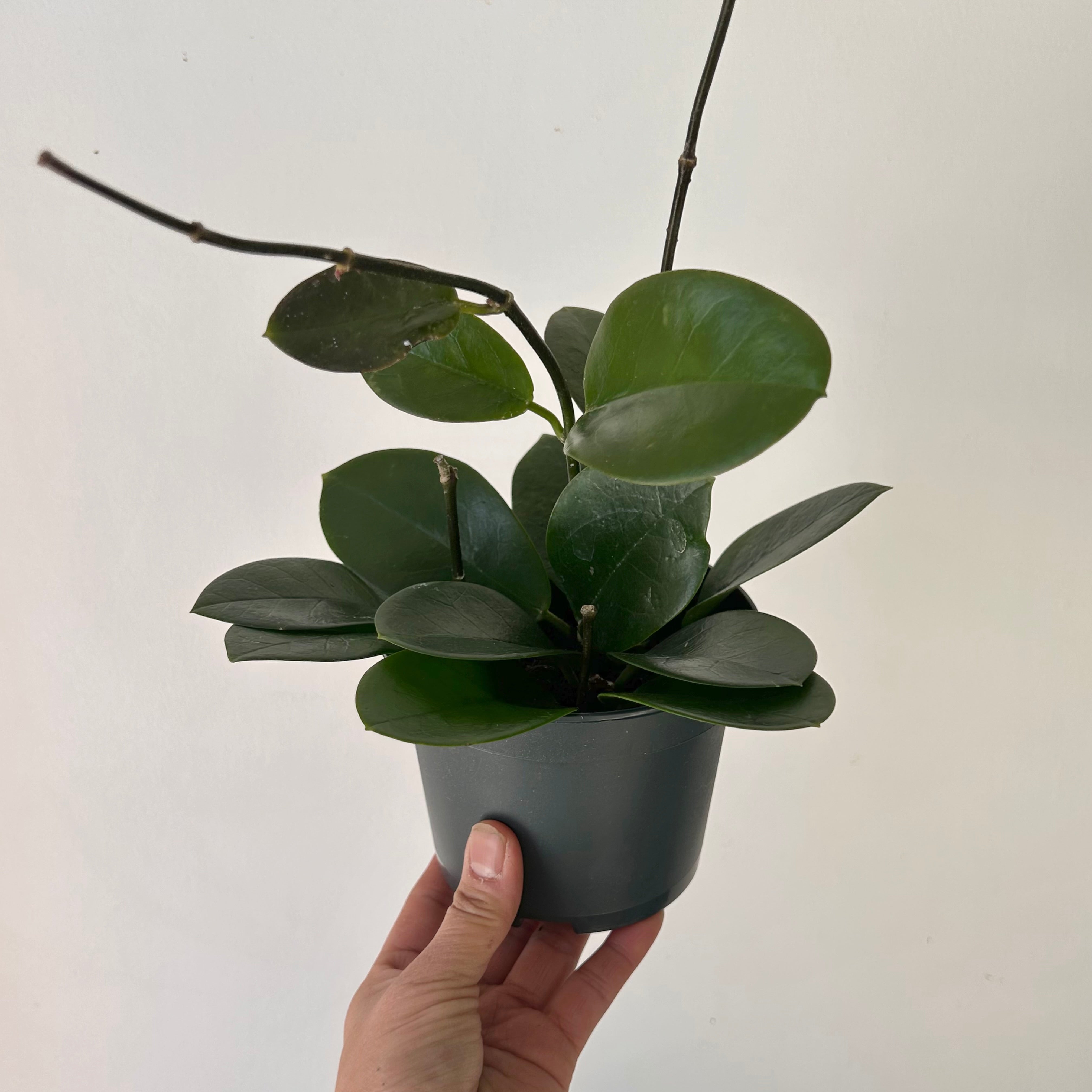 Hoya Australis 5”pot