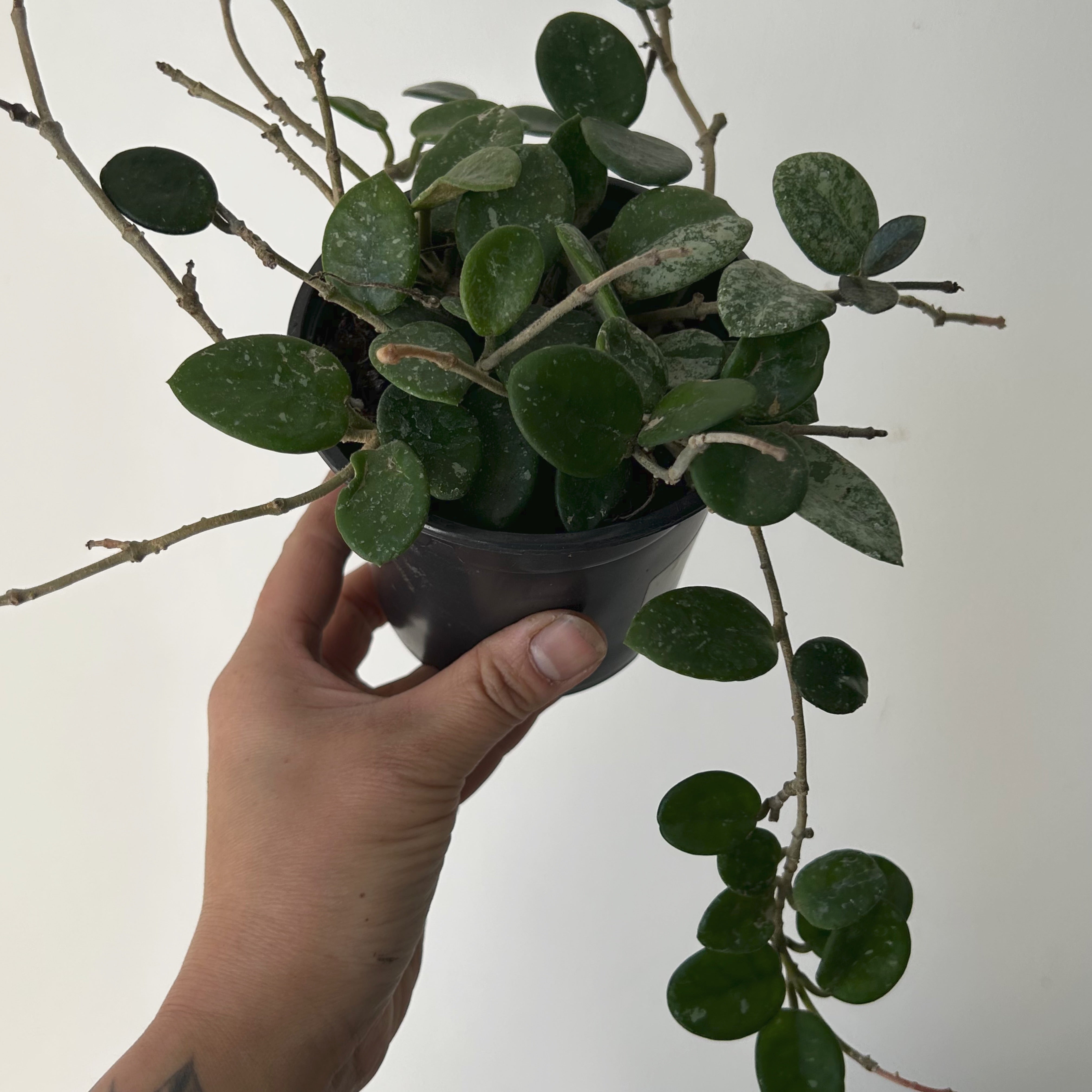 Hoya Mathilde 4”pot