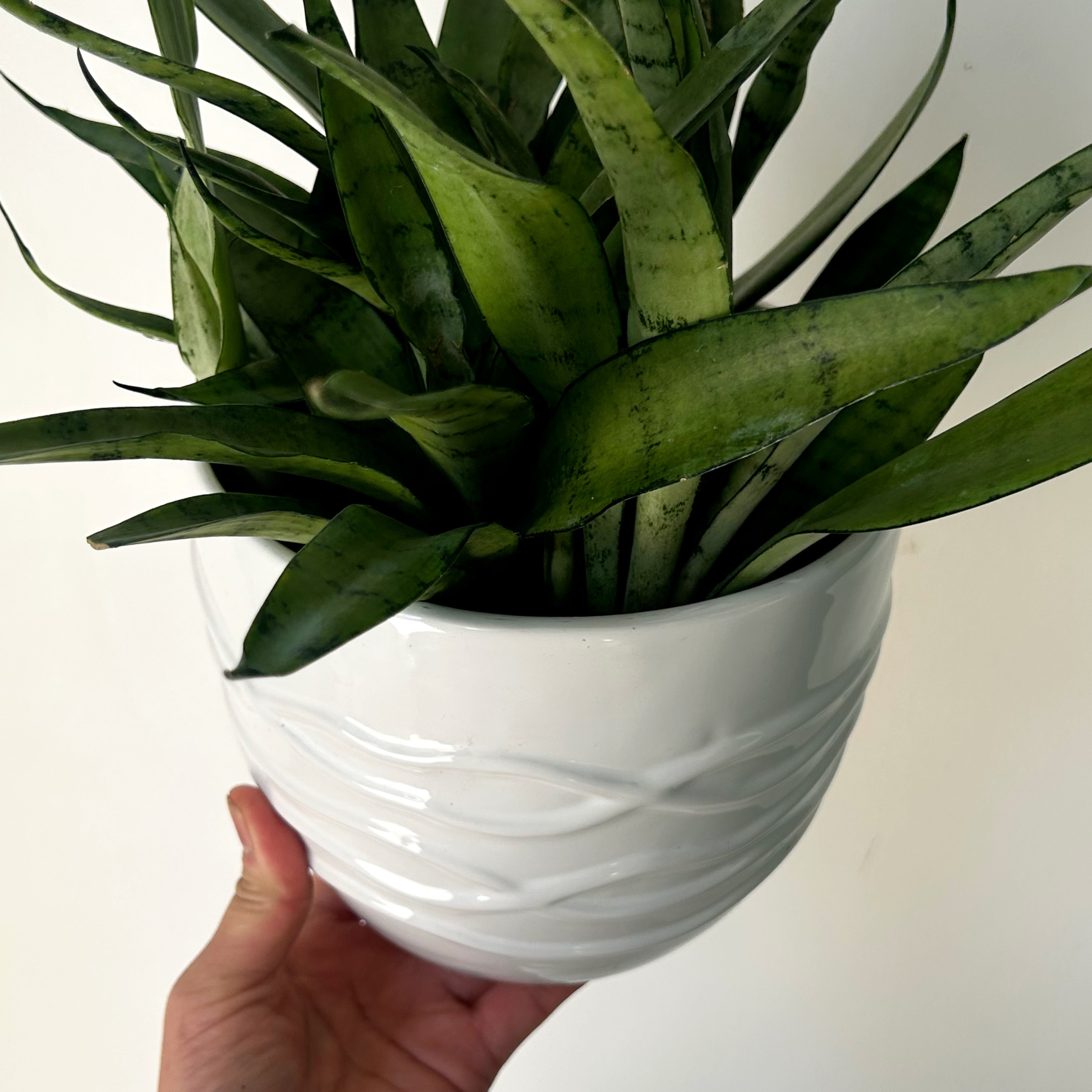 ROSLYN Cover Pot (6.5”x5.5”) Glossy WHITE