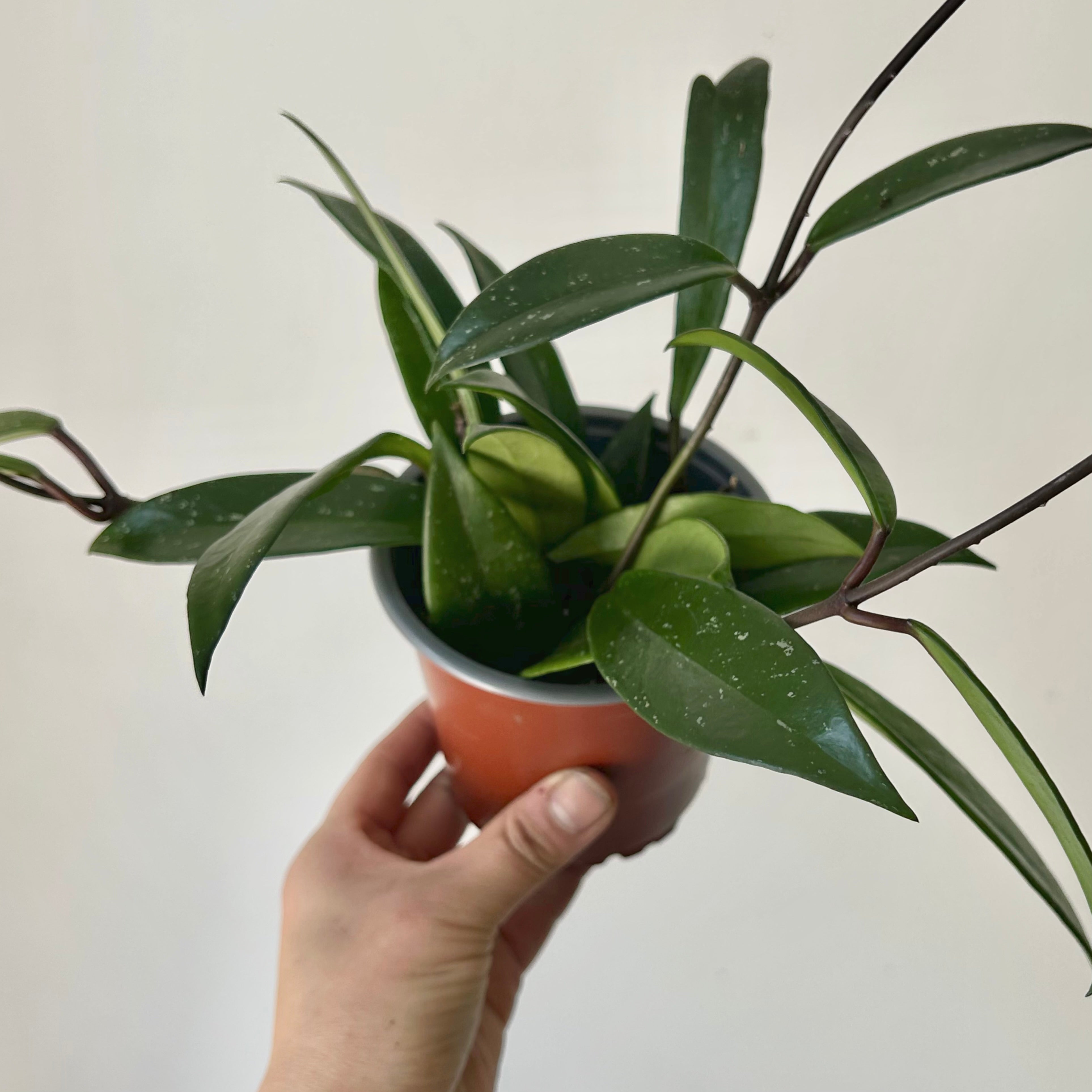 Hoya Pubicalyx 4”pot