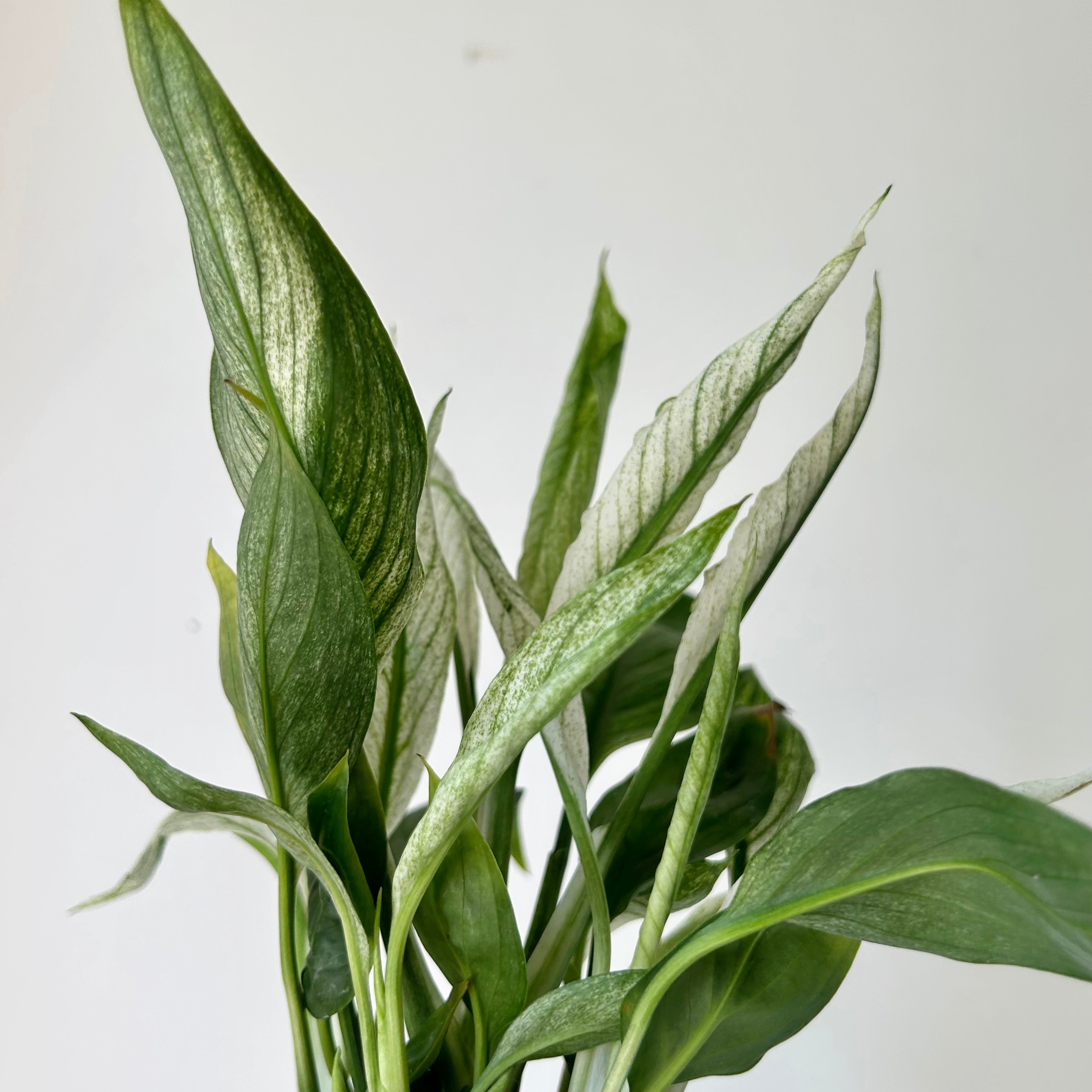 Variegated Spathiphyllum "Mojo”3.5”pot
