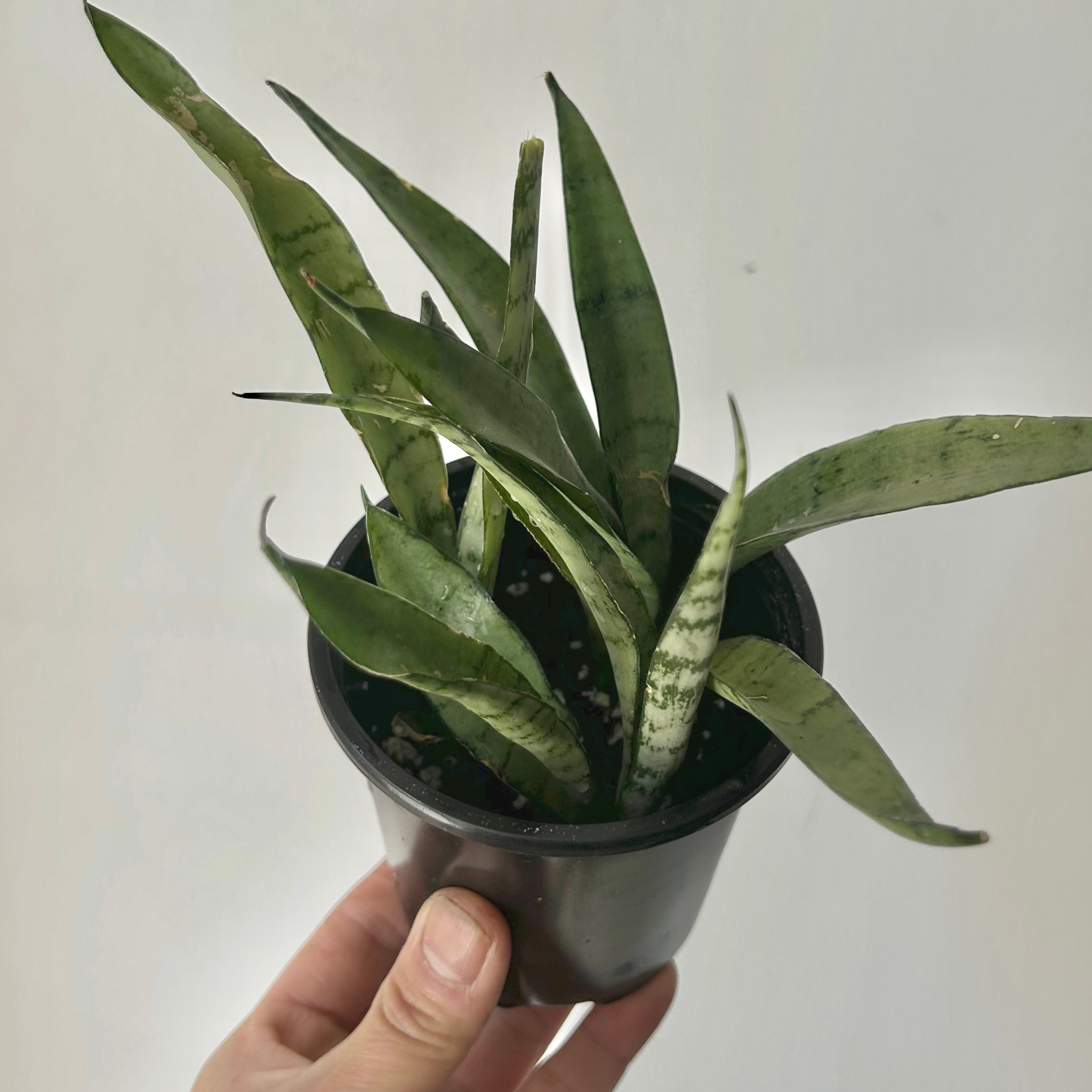 Sansevieria "Silver Streak" 3.5”pot