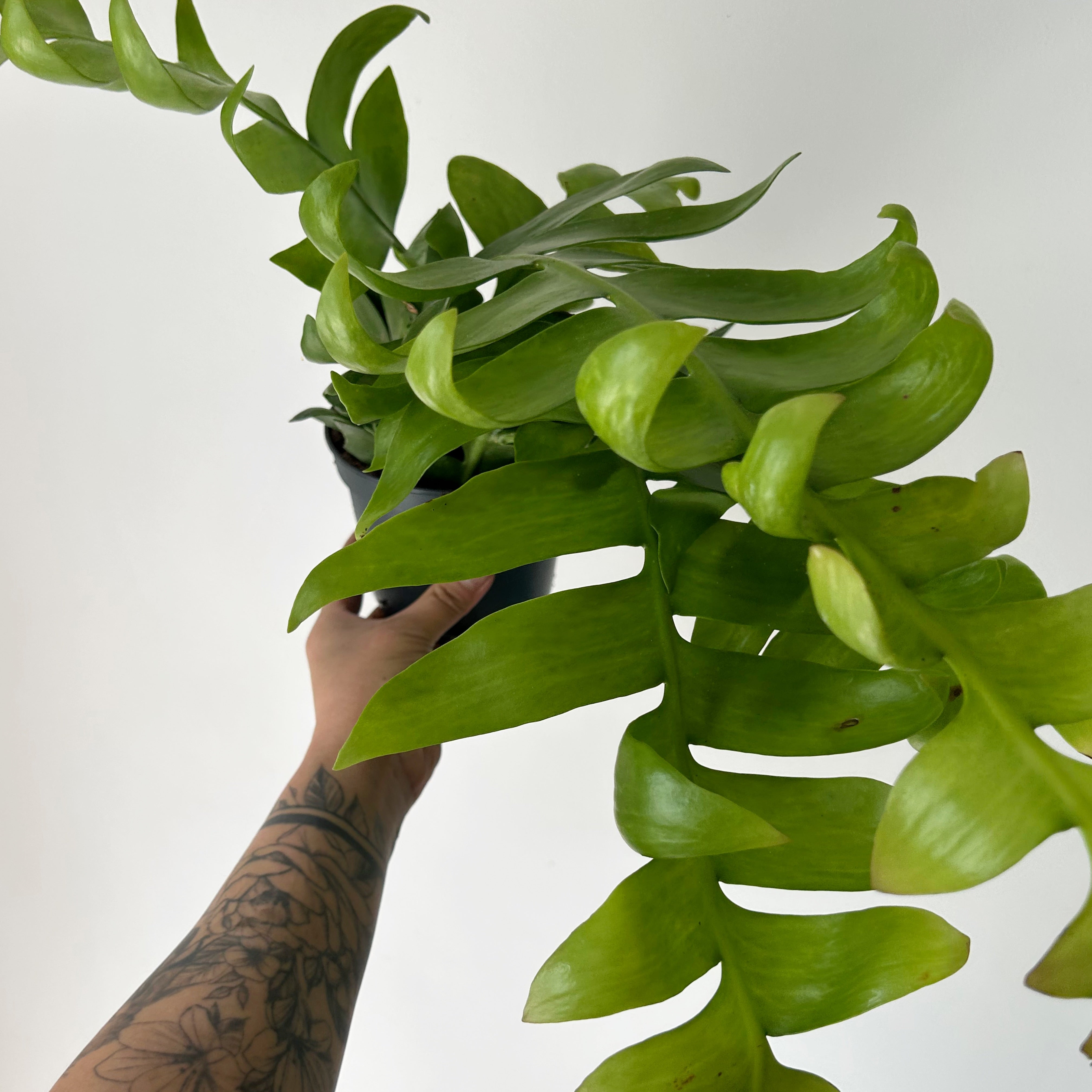 Fernleaf Orchid Cactus (Selenicereus chrysocardium) 5”pot