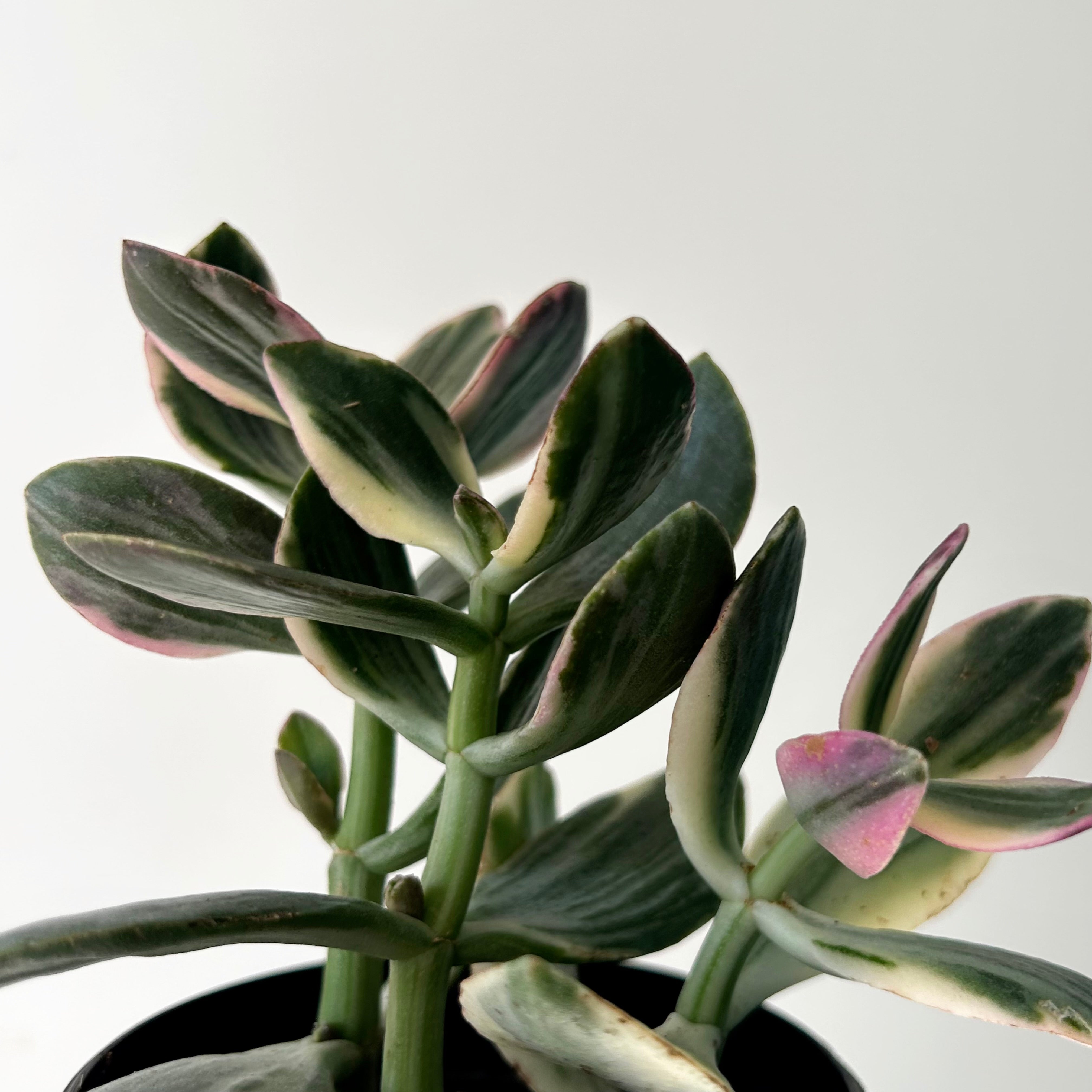 Variegated Jade Succulent (Crassula Ovata Tricolour) 3.5”pot