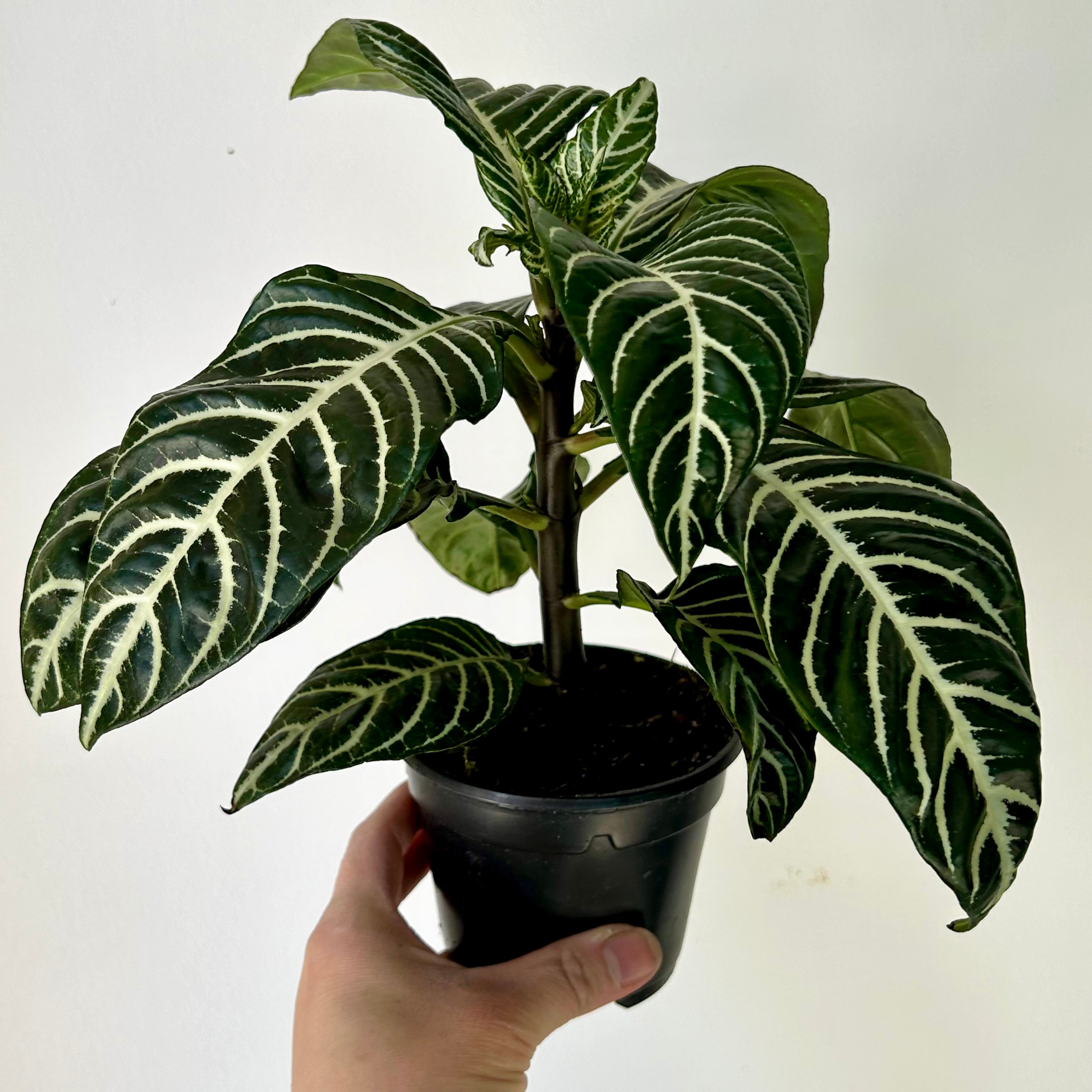 Zebra Plant (Aphelandra) 4" pot