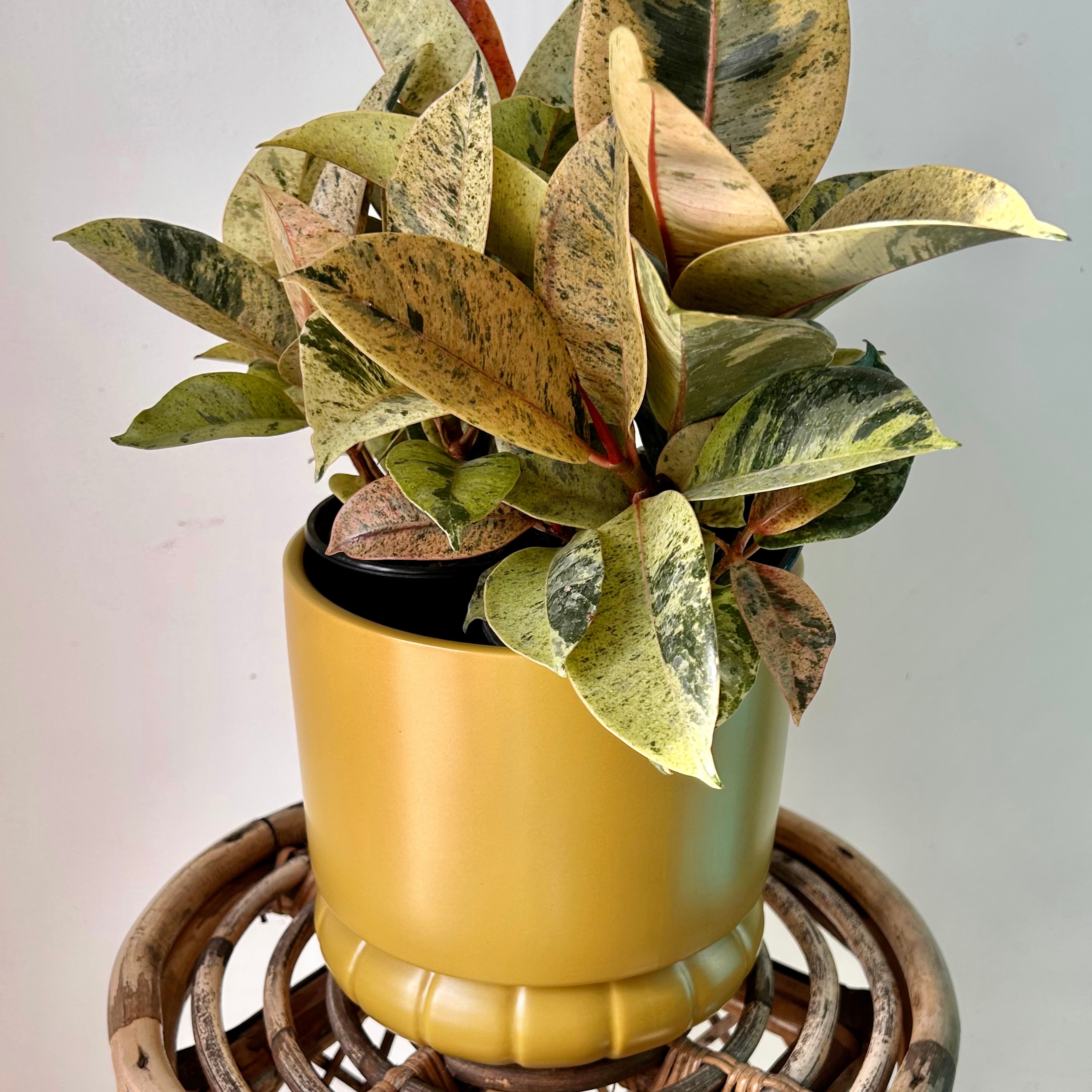 FARAH Decorative Planter (6.75”x6.75”)OCHRE Yellow