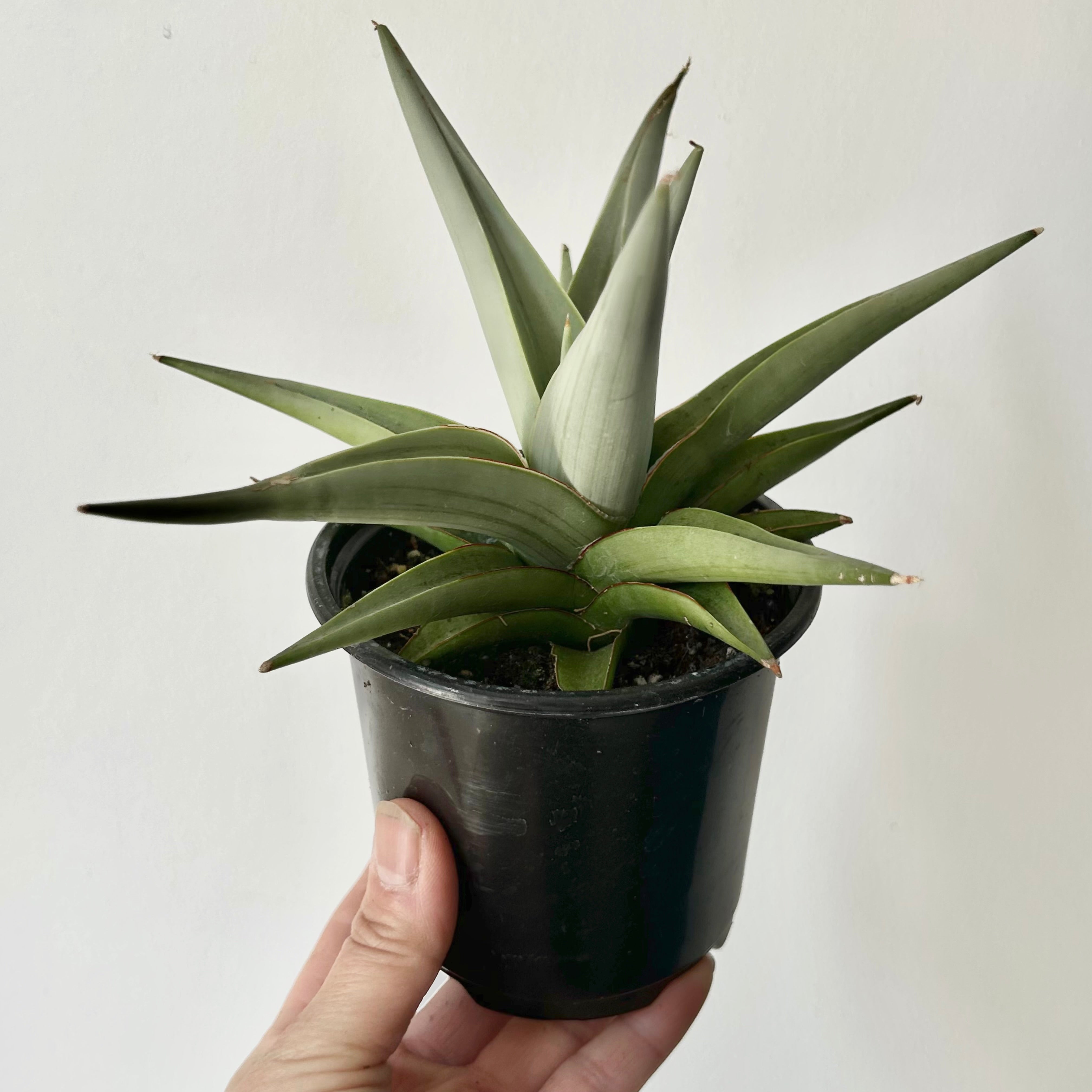 Sansevieria Yaya 'Silver Syreni” 4” pot