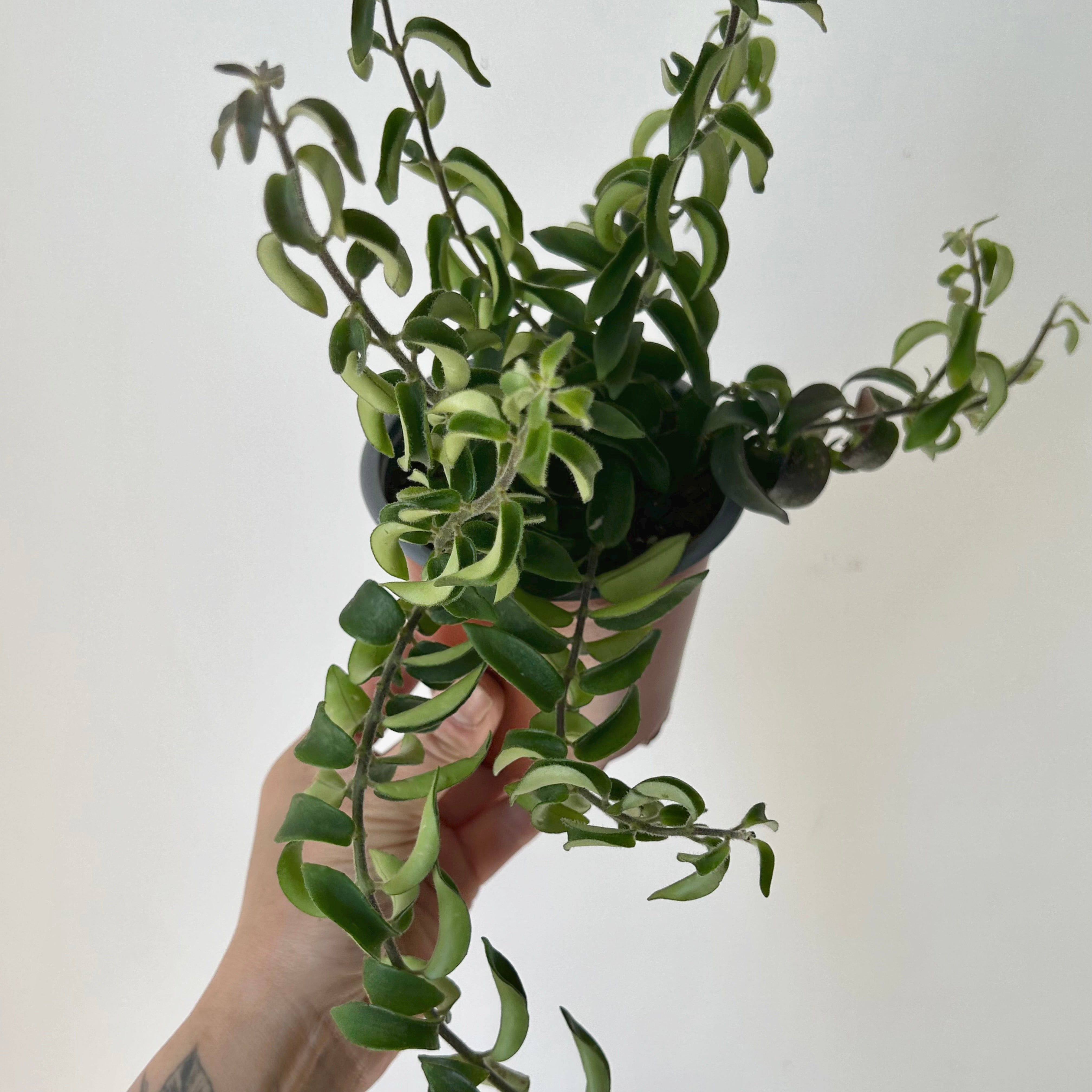 Curly Lipstick Plant “Twister”(Aeschynanthus ) 3.5”pot