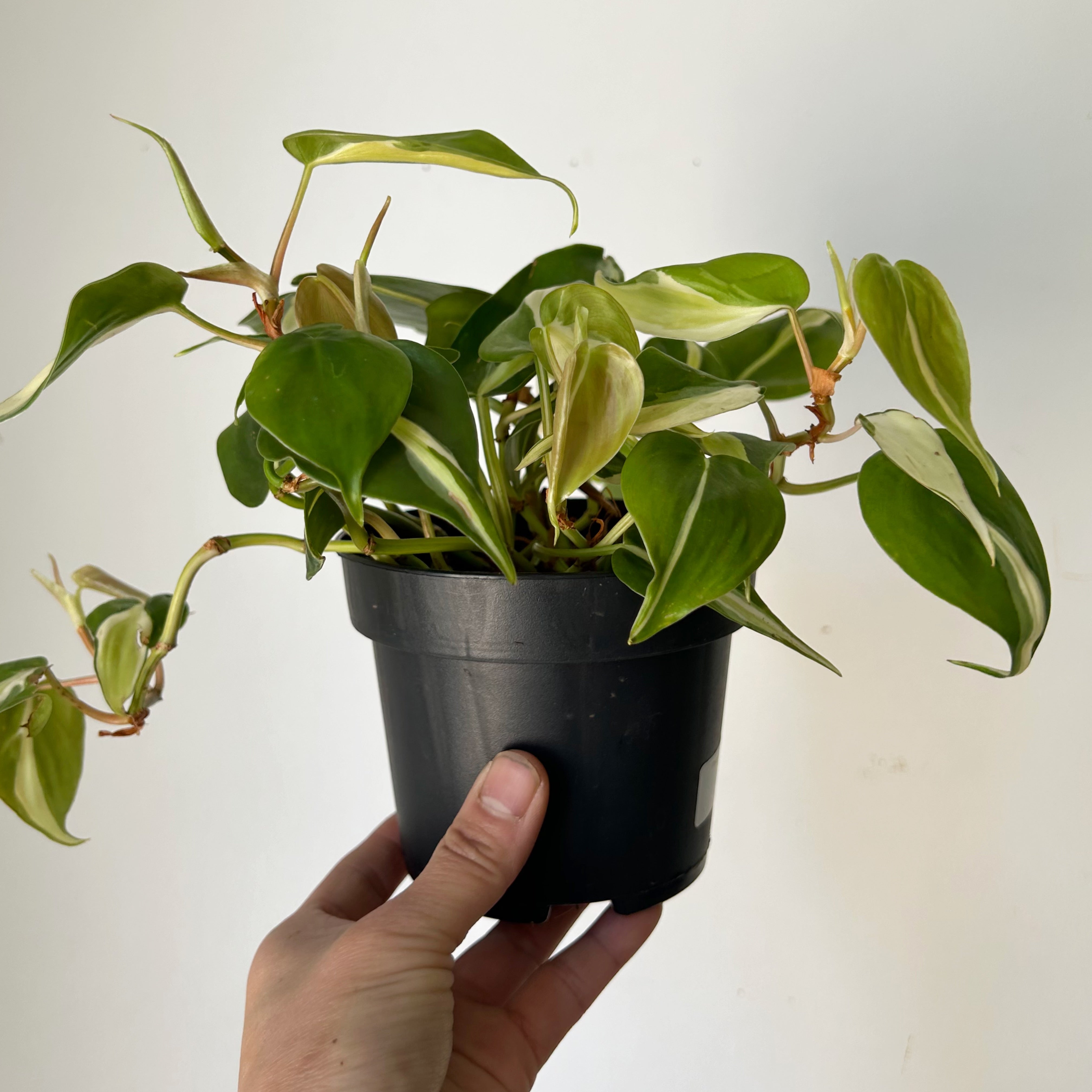 Philodendron “ Silver Stripe” 4”pot