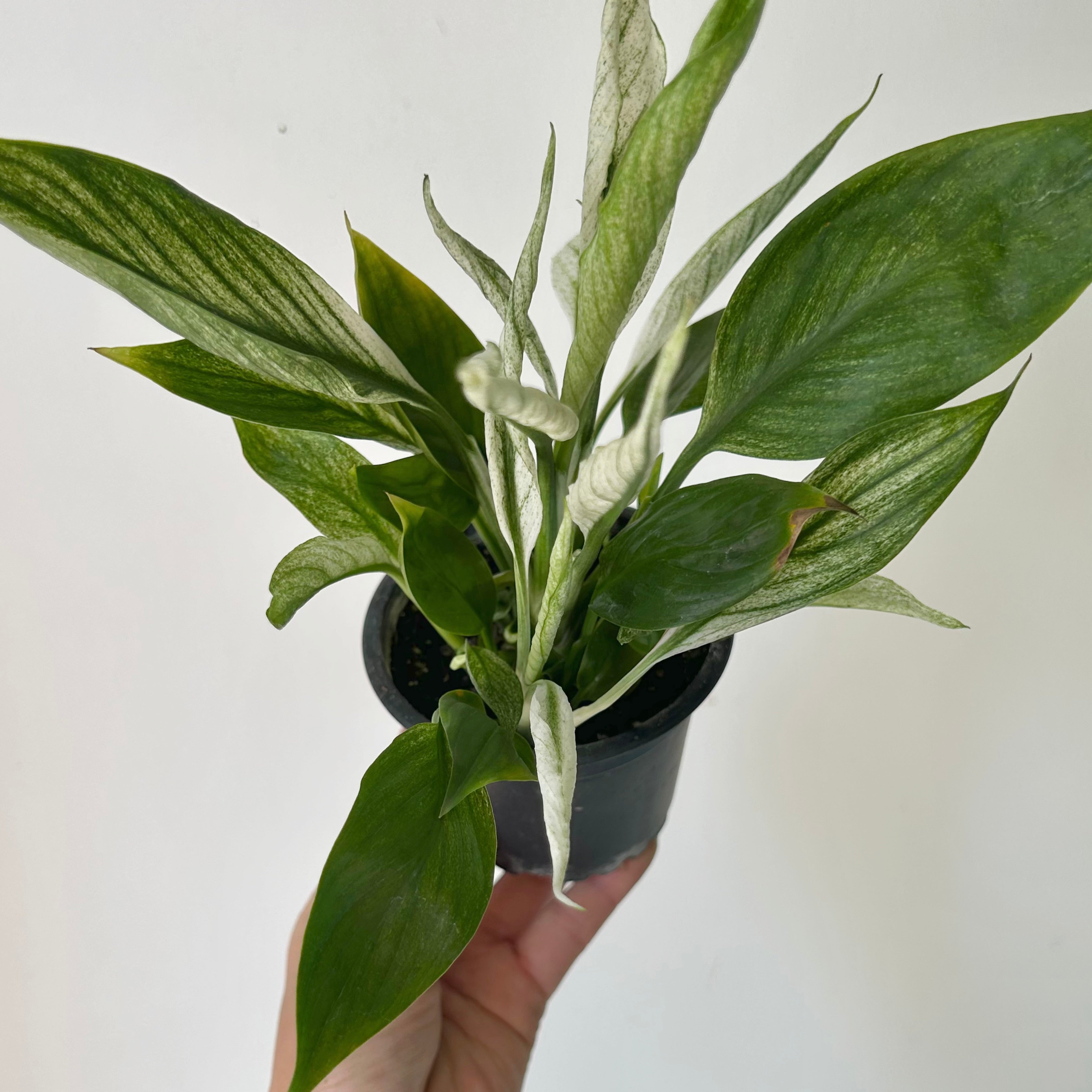 Variegated Spathiphyllum "Mojo”3.5”pot