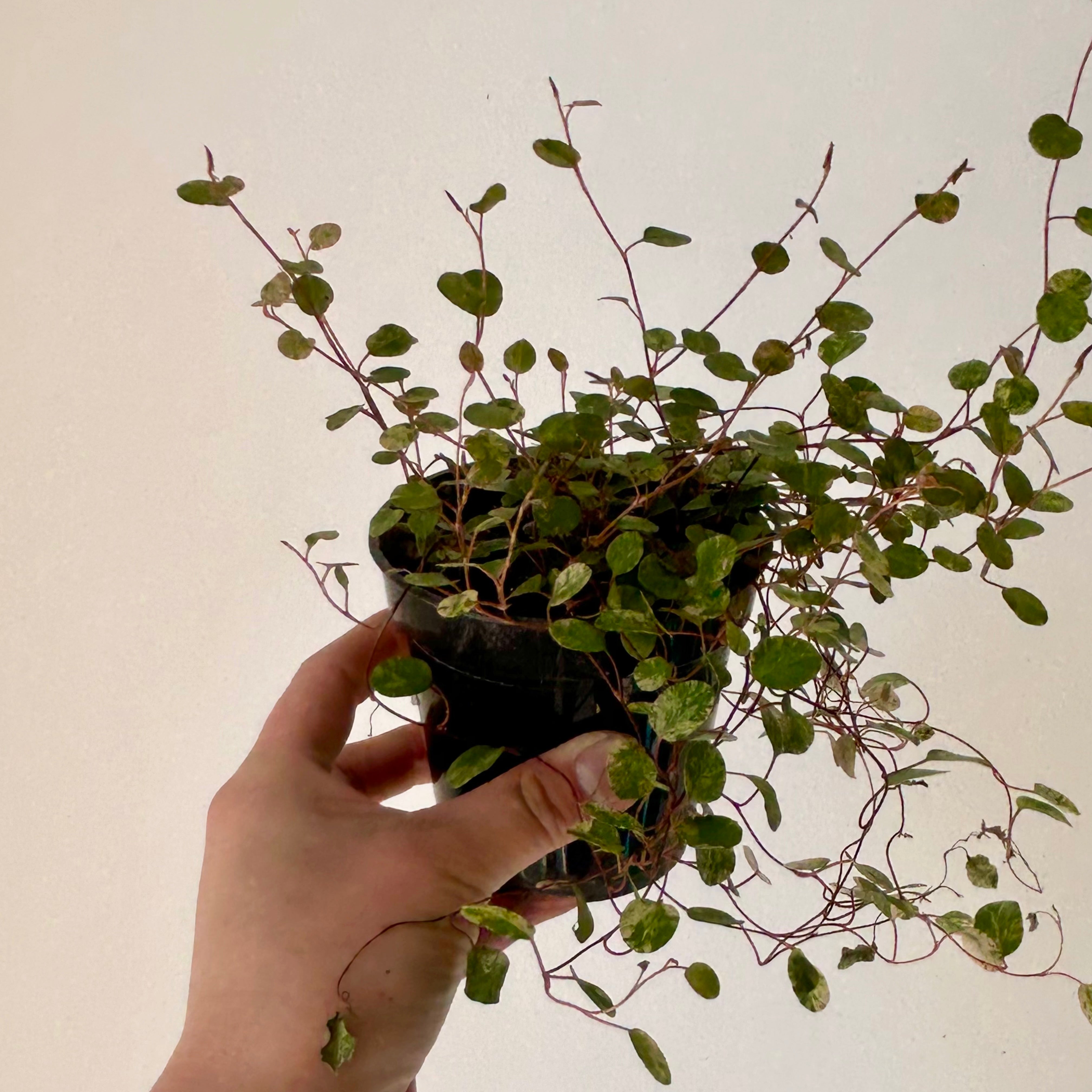 Variegated Angel Vine (Muehlenbeckia) 3.5” pot