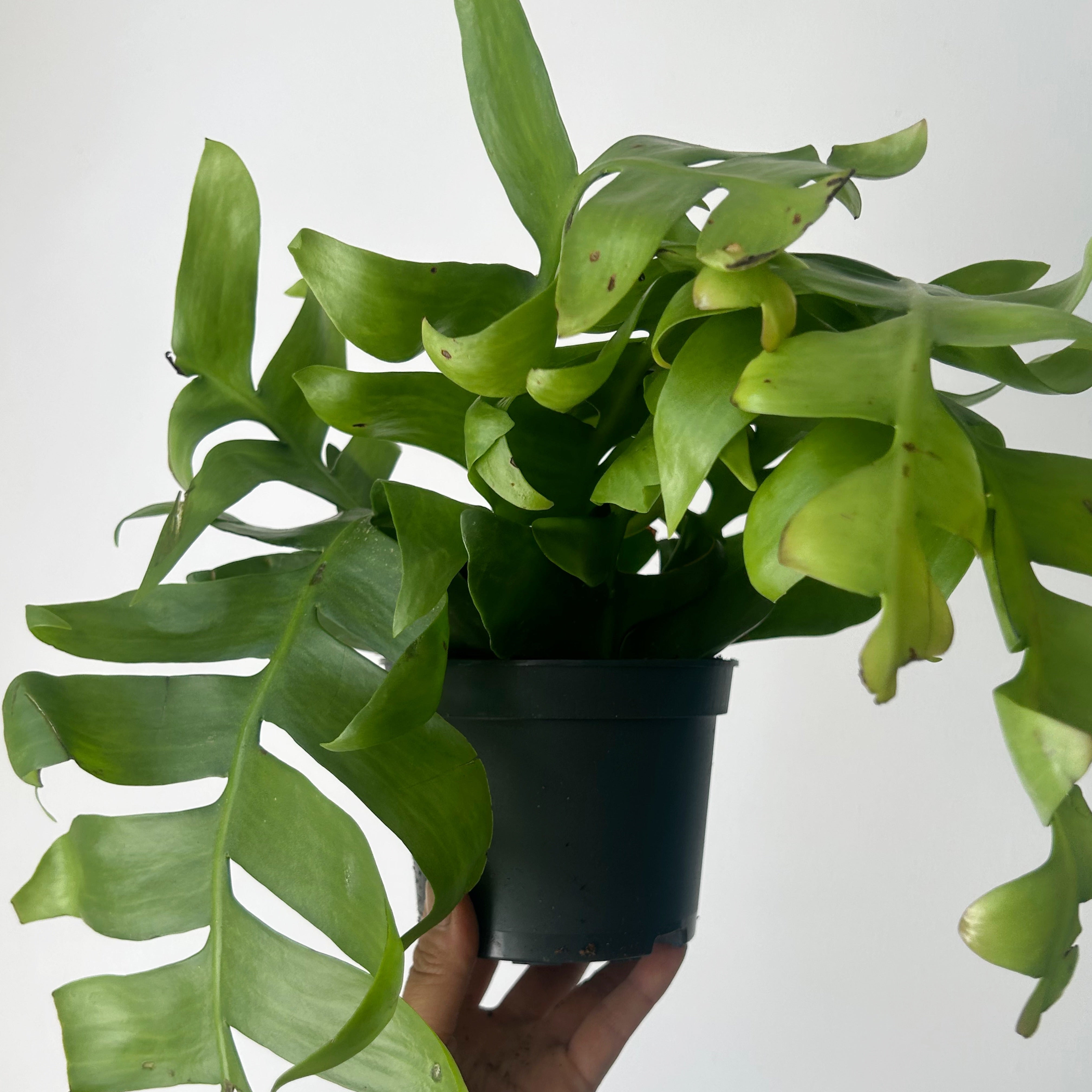 Fernleaf Orchid Cactus (Selenicereus chrysocardium) 5”pot